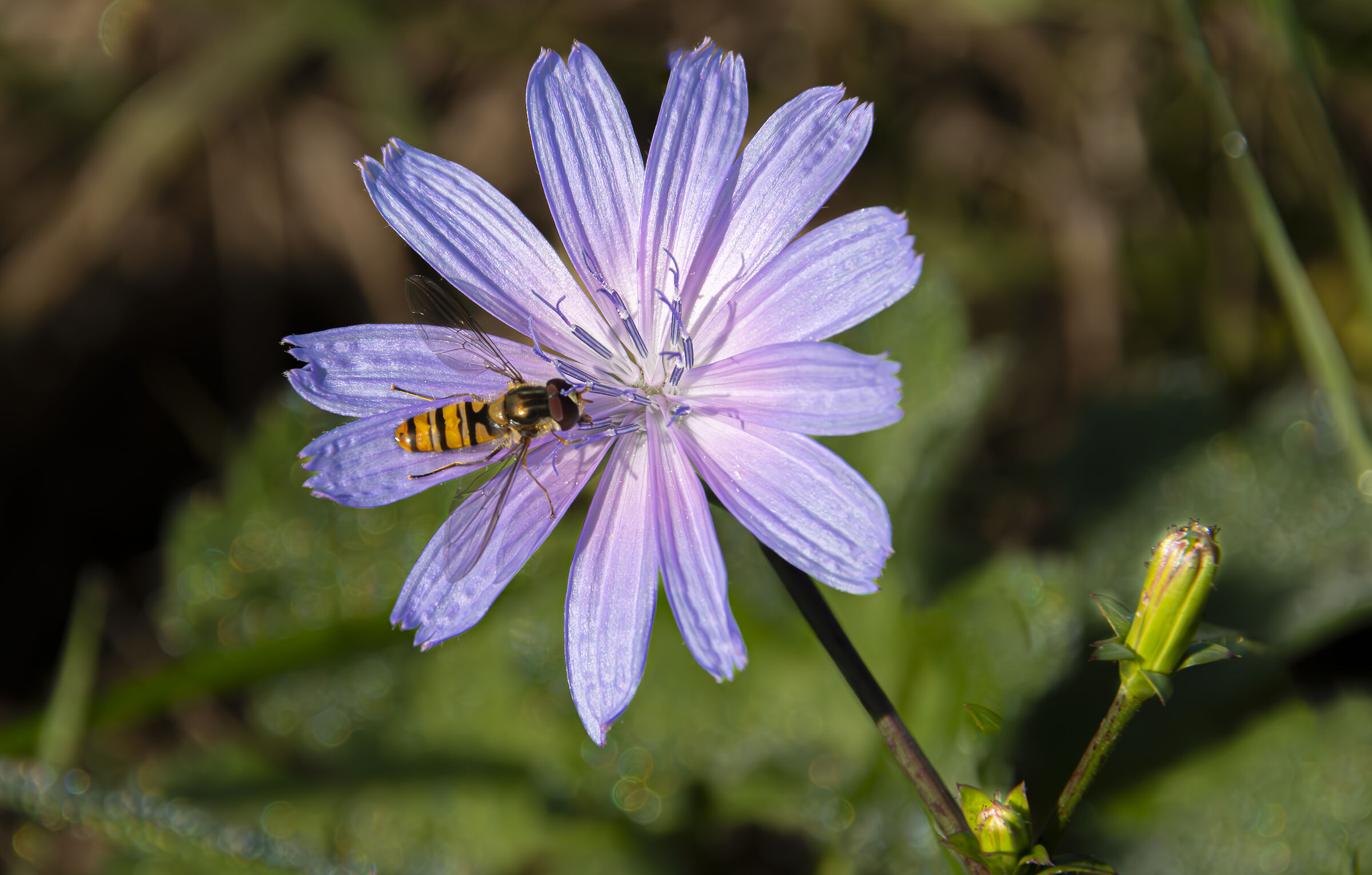 Cicoria selvatica