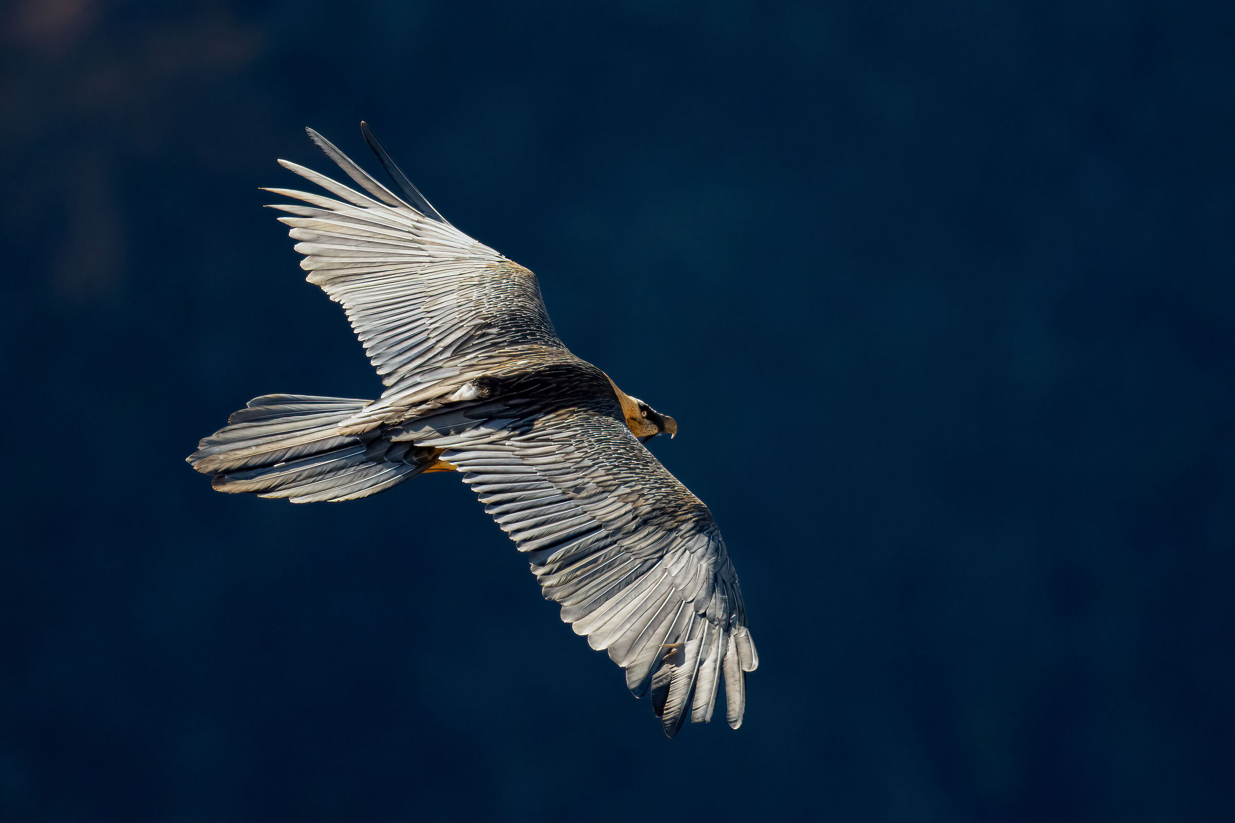 Gypaetus barbatus - Gran Paradiso National Park