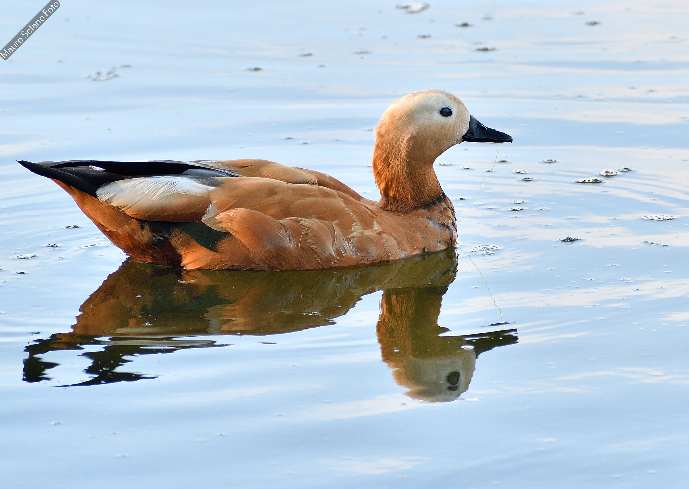 Ruddy shelduck