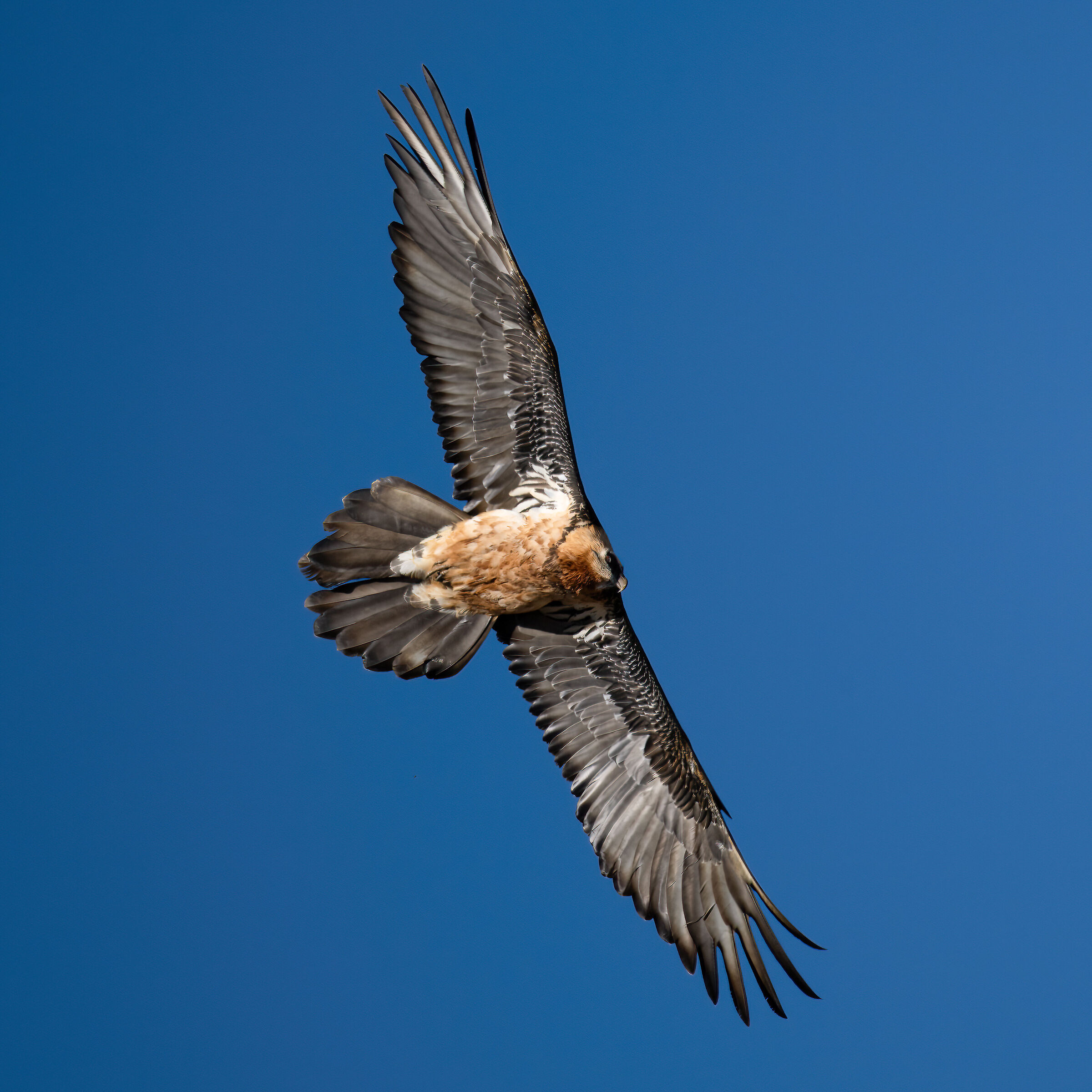 Gypaetus barbatus - Gran Paradiso National Park
