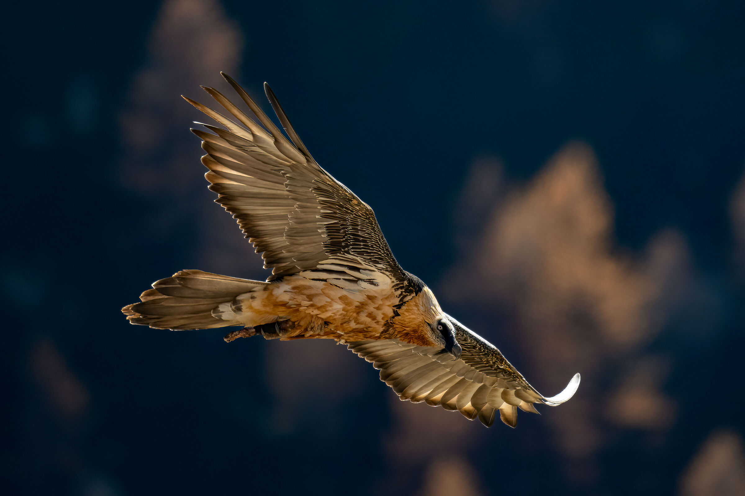 Gypaetus barbatus - Gran Paradiso National Park