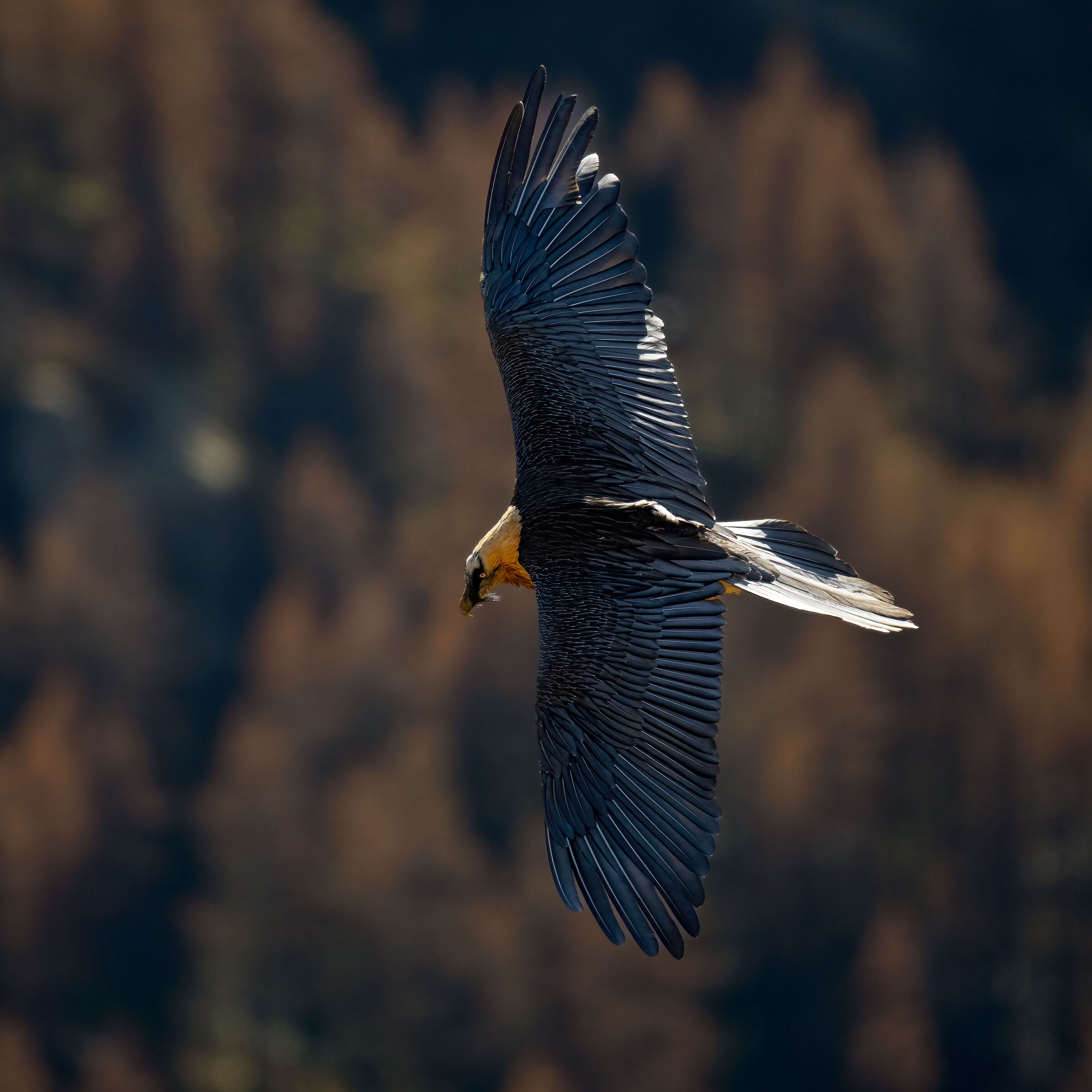 Gypaetus barbatus - Gran Paradiso National Park