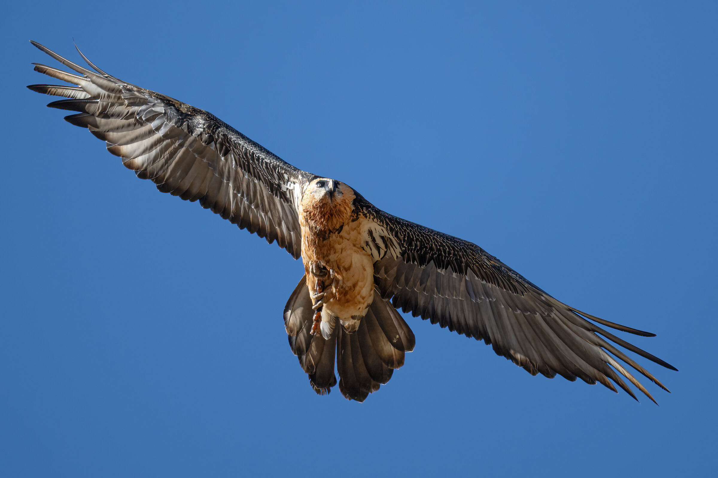 Gypaetus barbatus - Gran Paradiso National Park