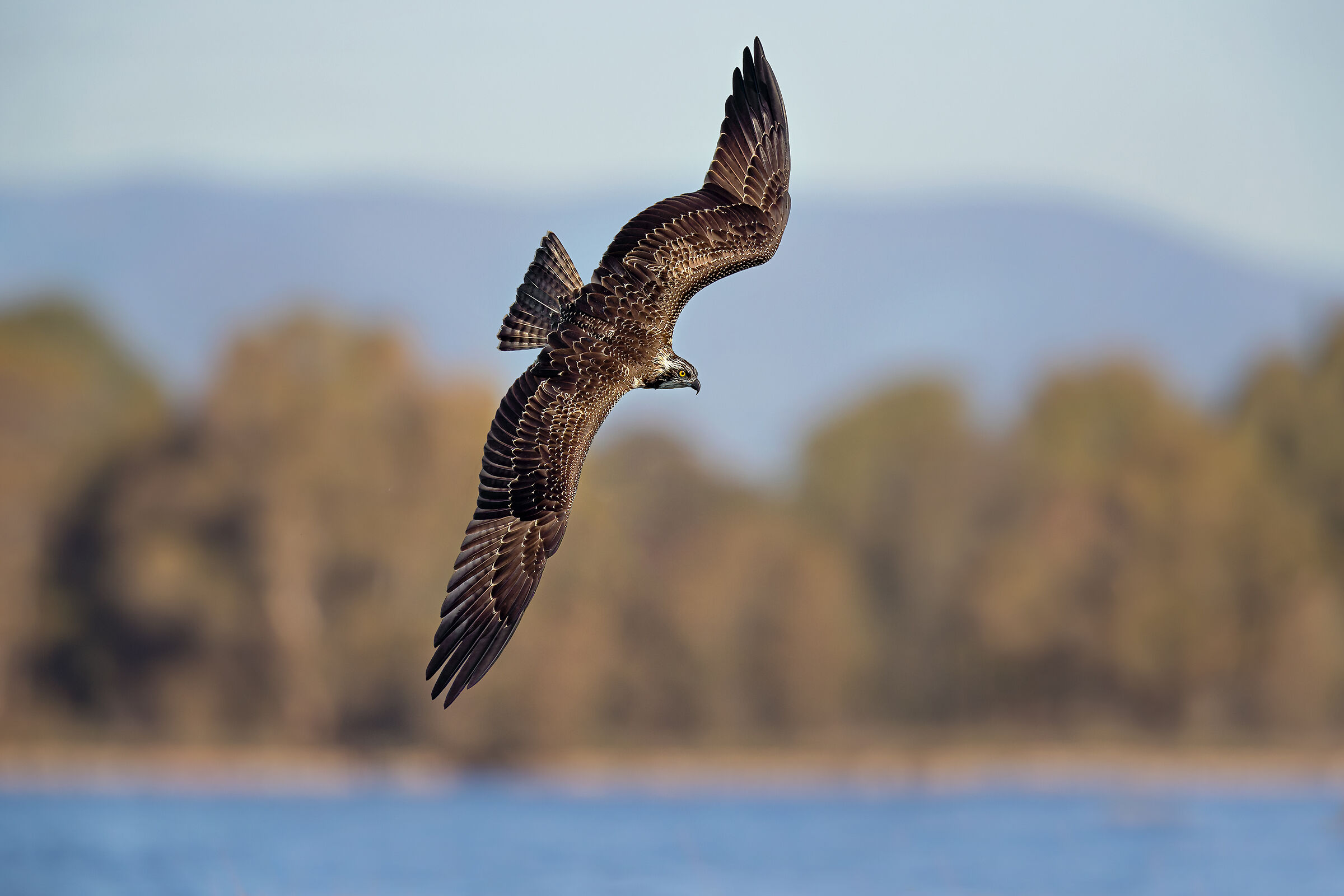 Osprey