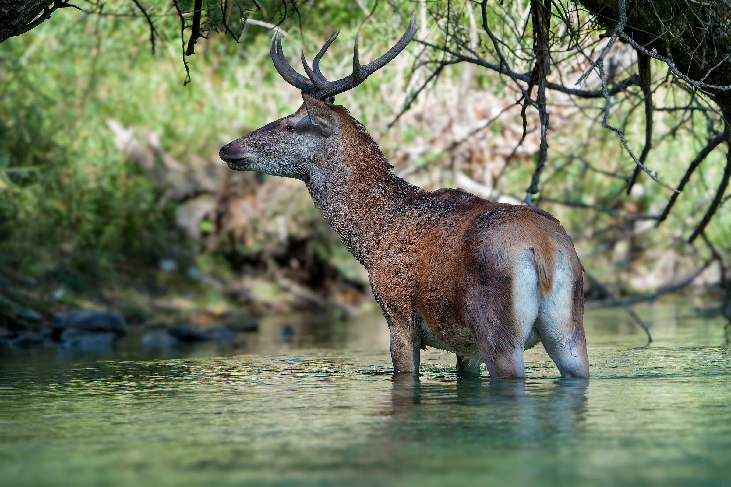 No0bile deer