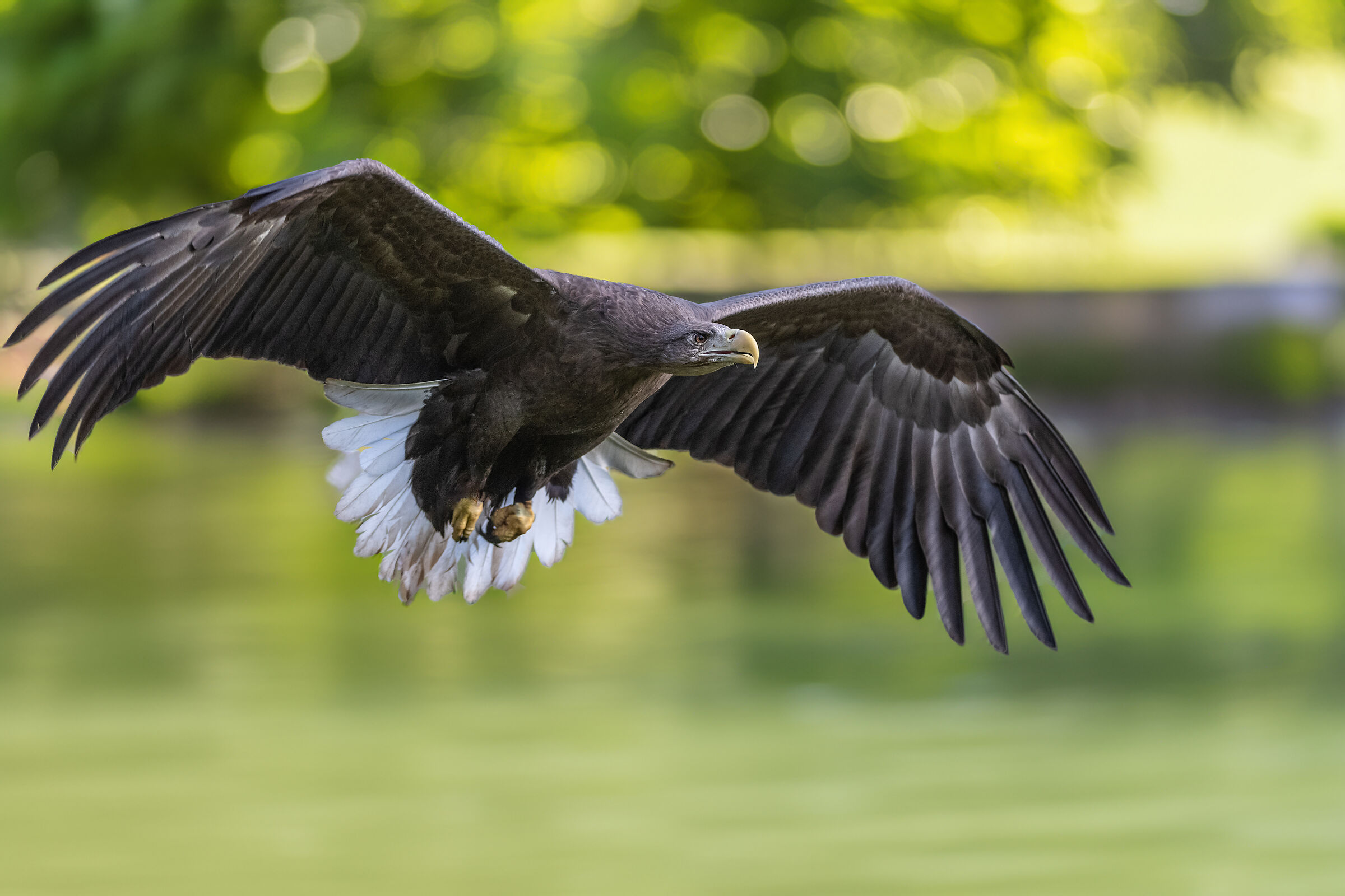 Aquila di mare coda bianca
