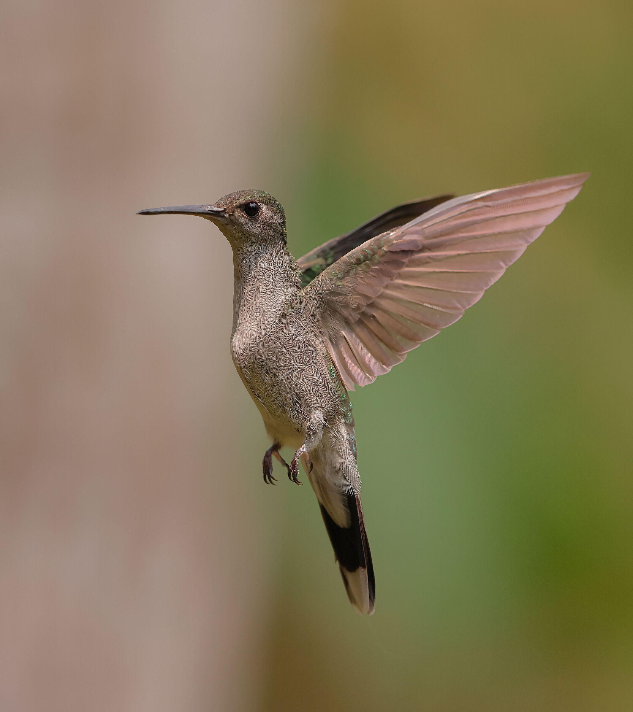 Colibri pettogrigio dalle ali a sciabola