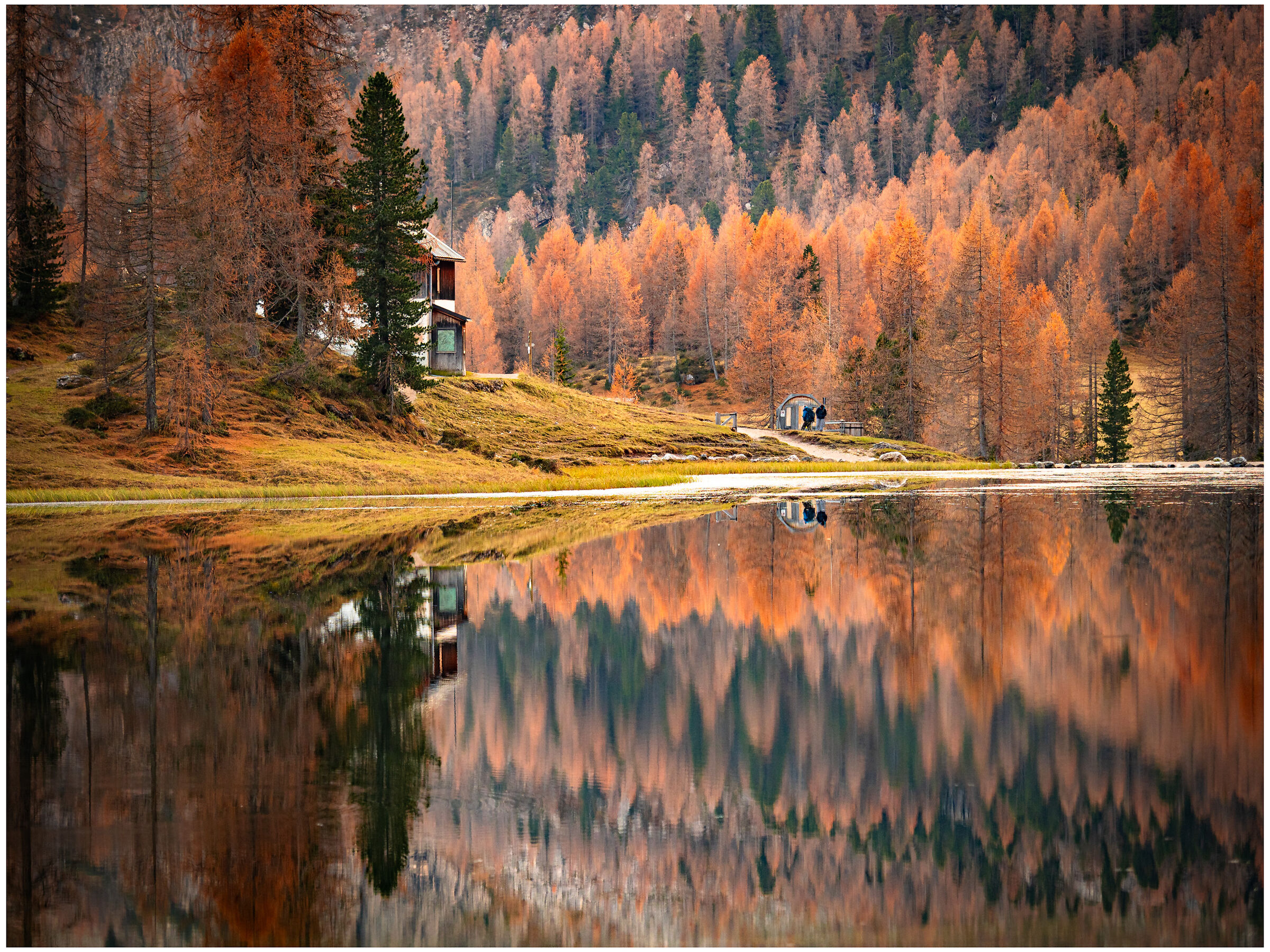 Larches in the mirror