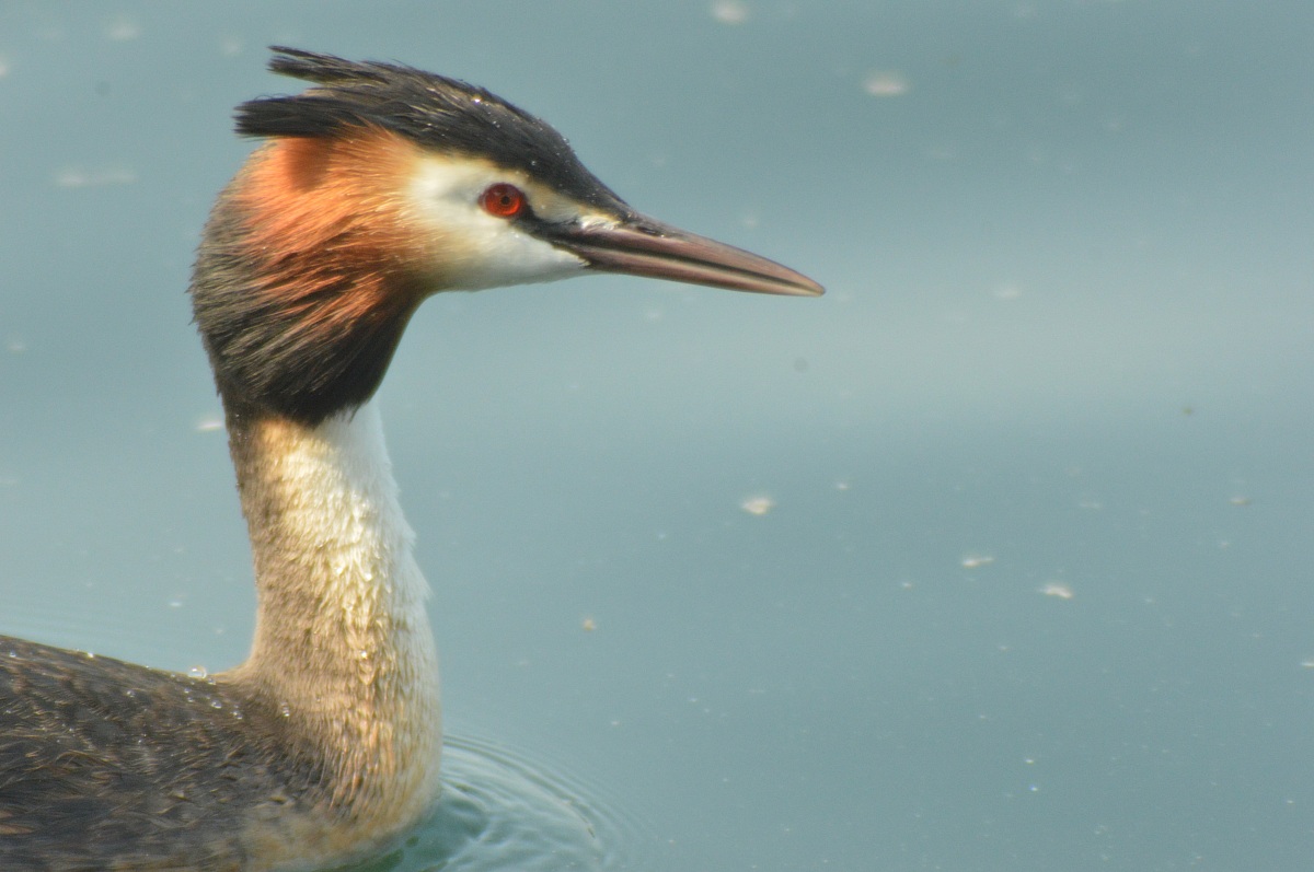 Great Crested Grebe