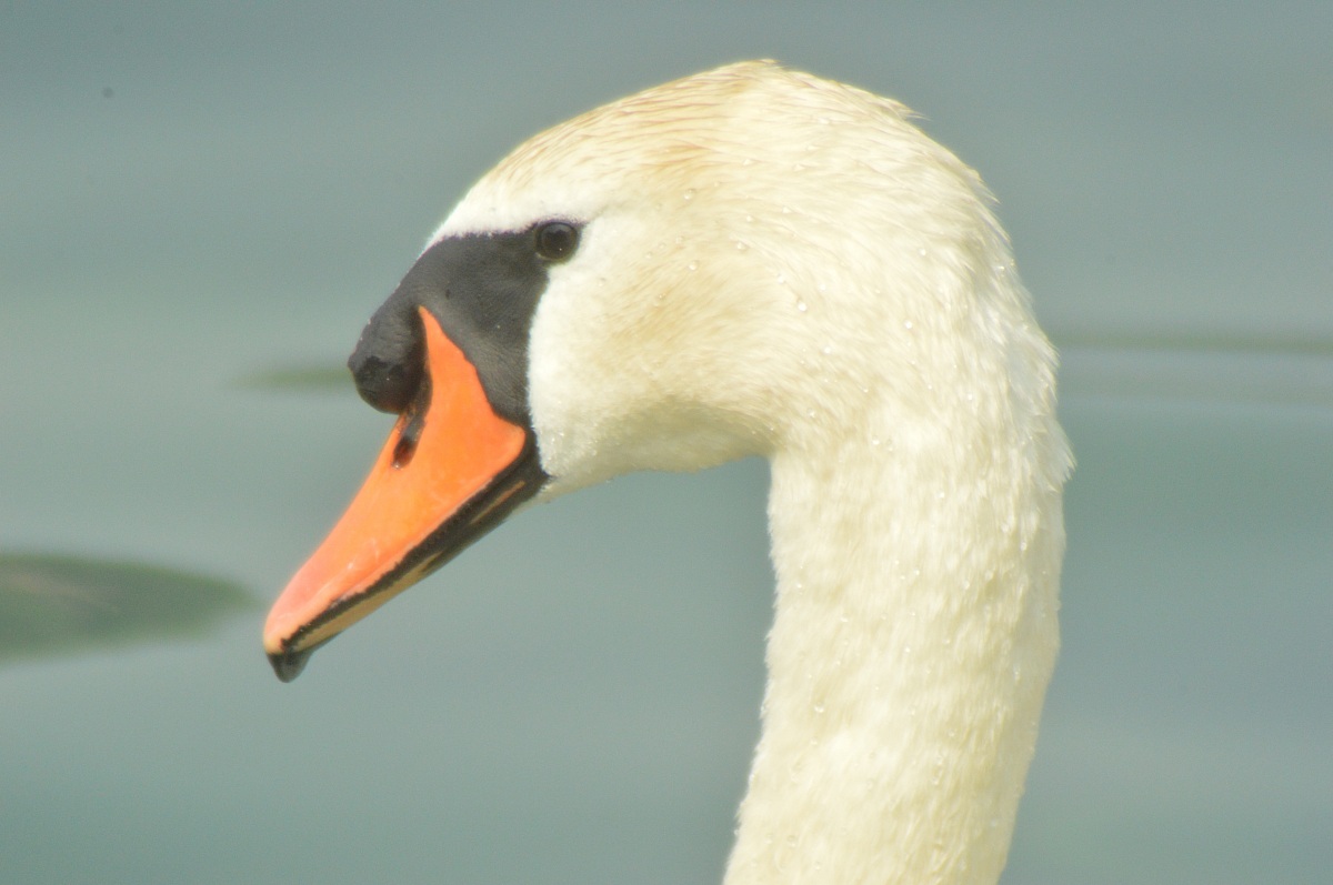 Portrait of a mute swan