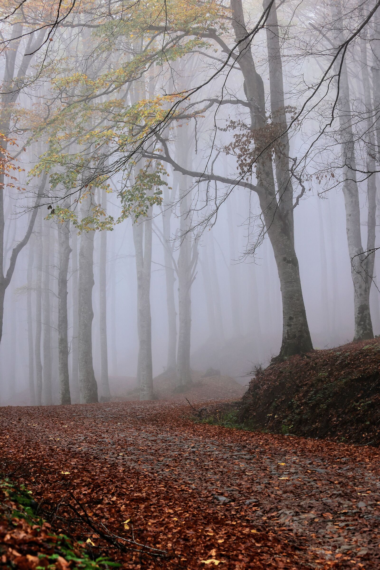 Quando l'autunno si fa timido