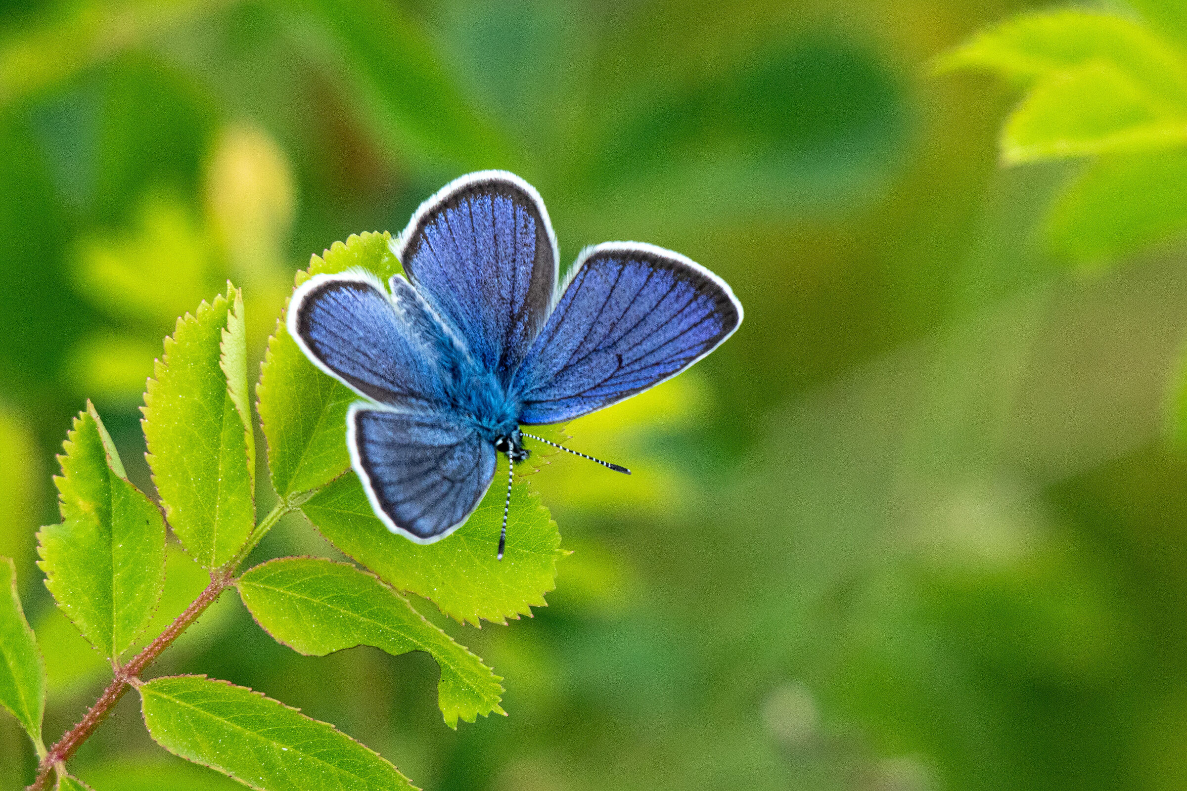 Farfallina blu