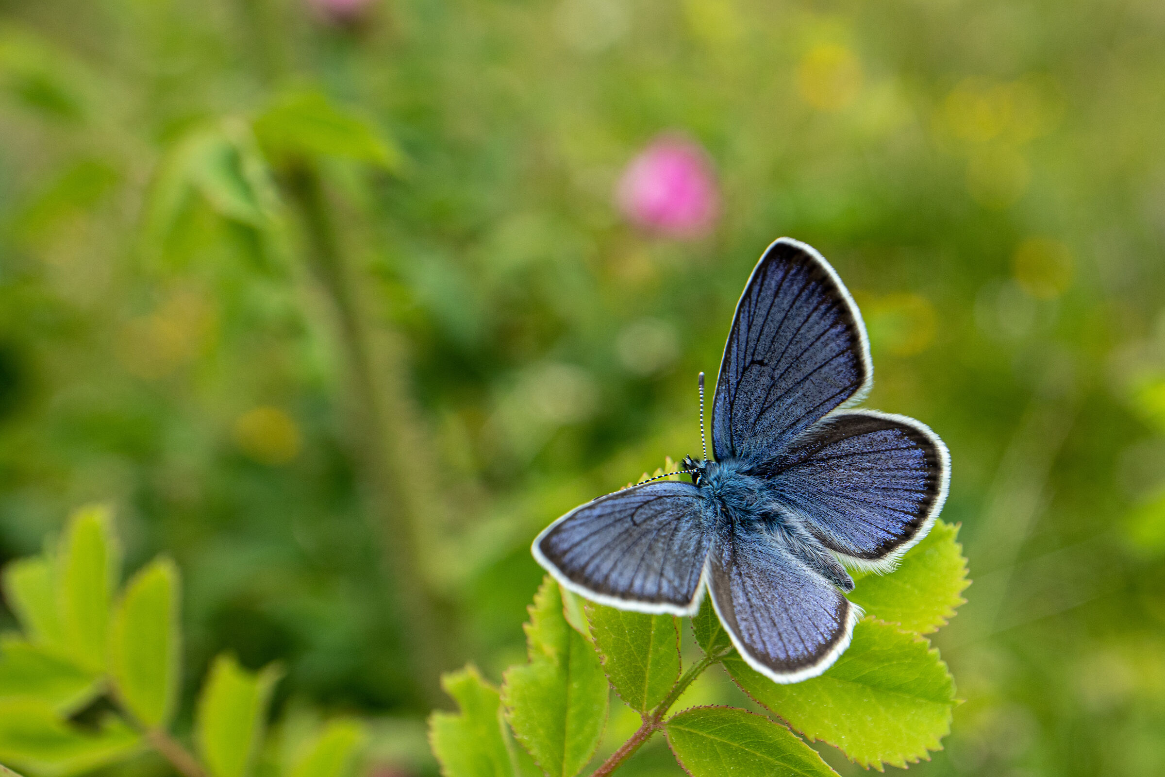 Farfallina blu 2