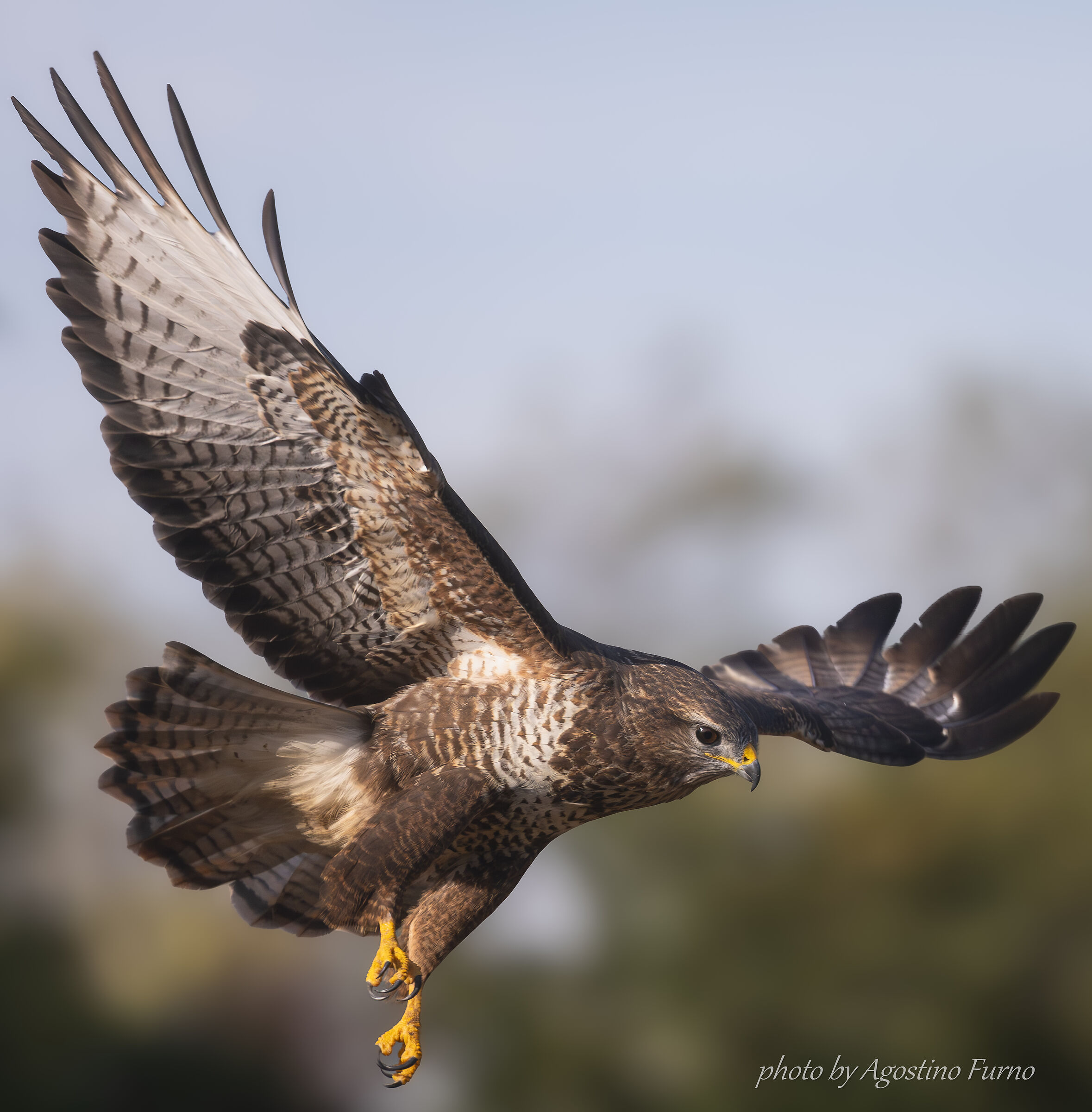 Buzzard