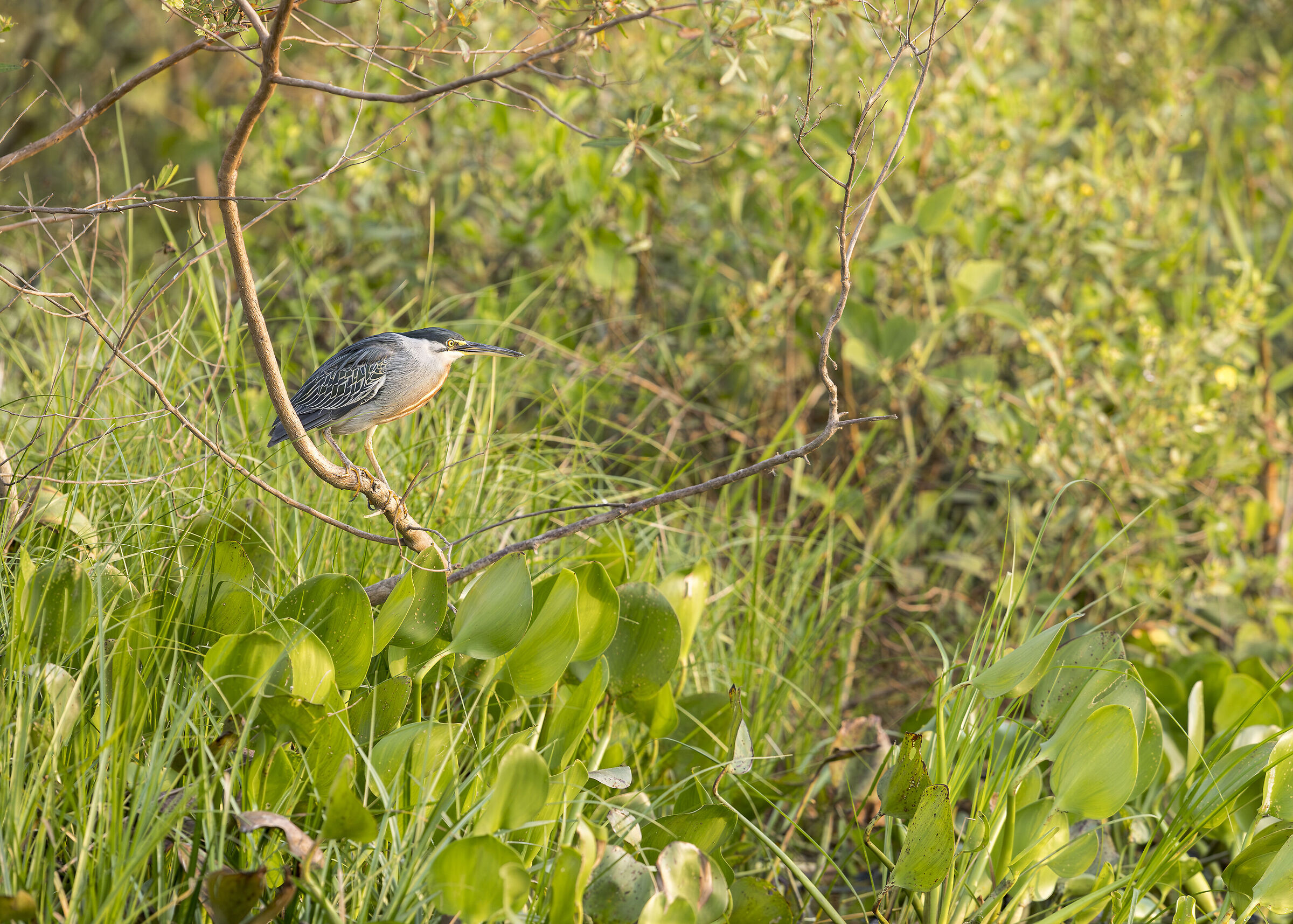 Striated Heron
