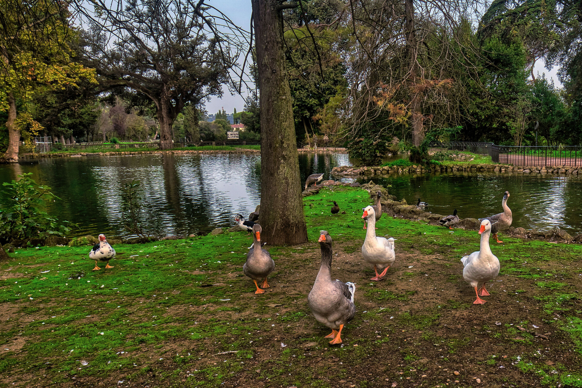 Geese of Villa Borghese