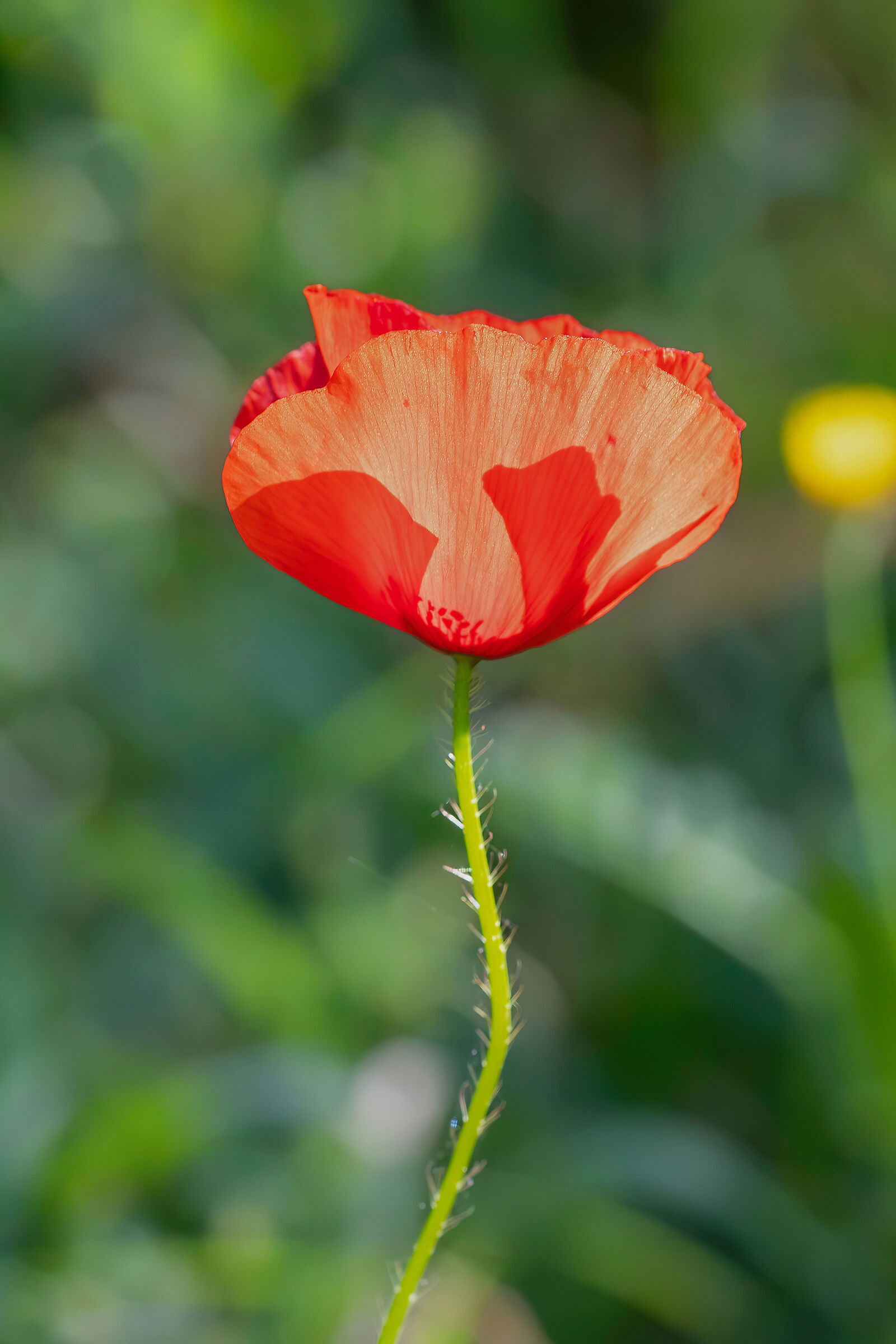 Poppy in the sun