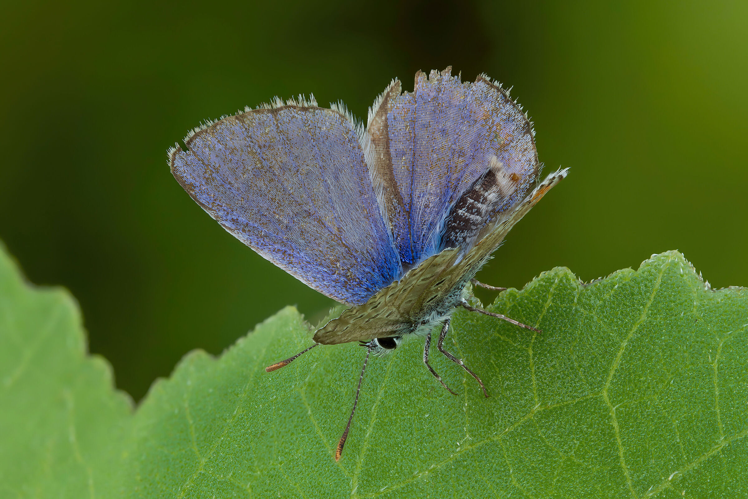 Polyommatus icarus
