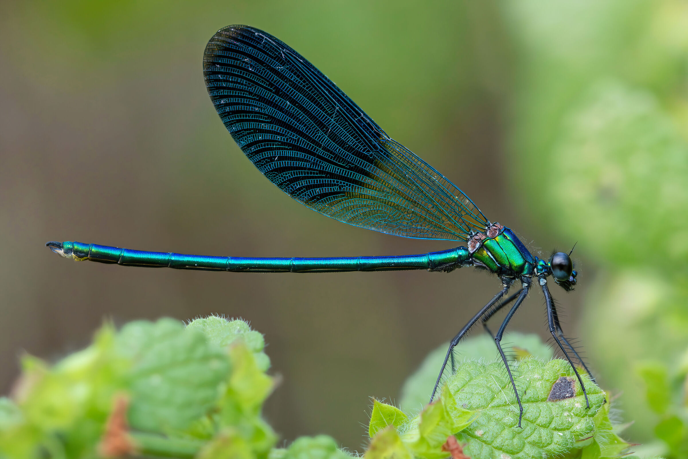 Calopteryx splendens