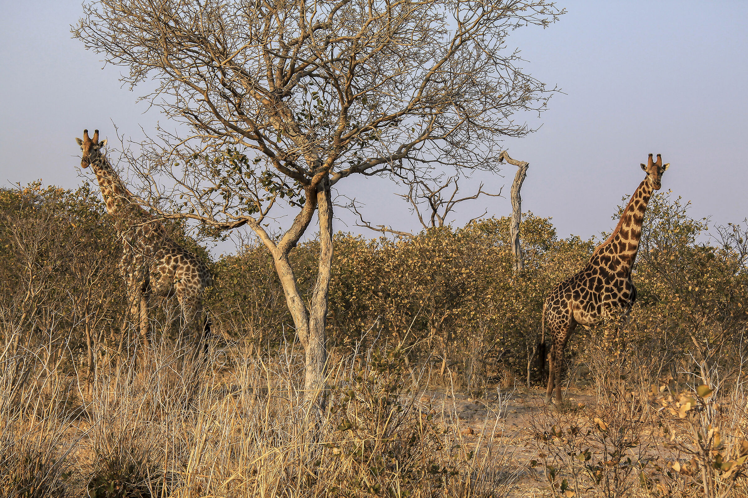 Giraffe  - Regione del fiume Khwai - Botswana