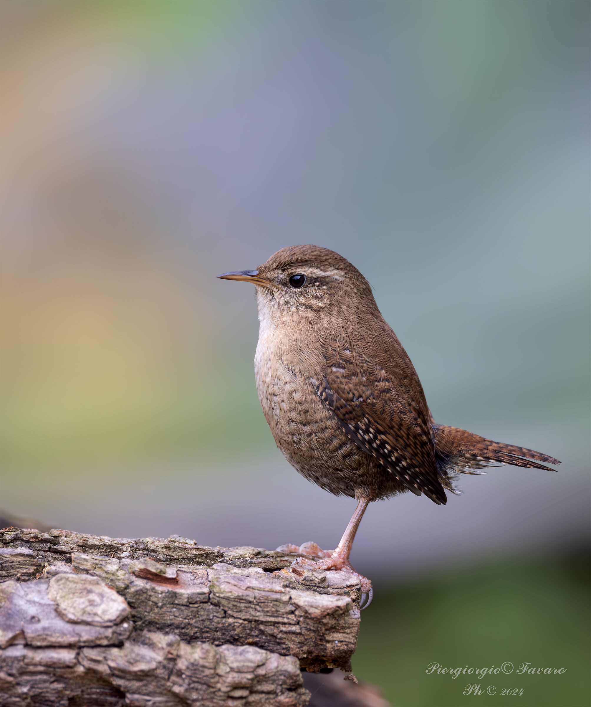 Wren.