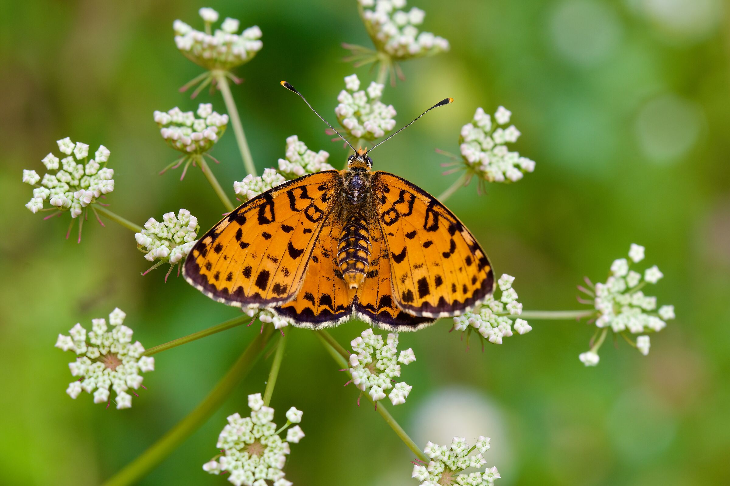 Melitaea didyma