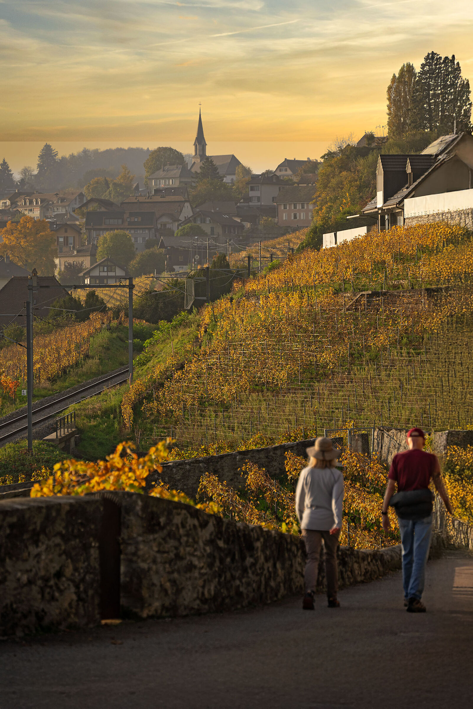 The Lavaux vineyards at sunset, St-Saphorin, Switzerland