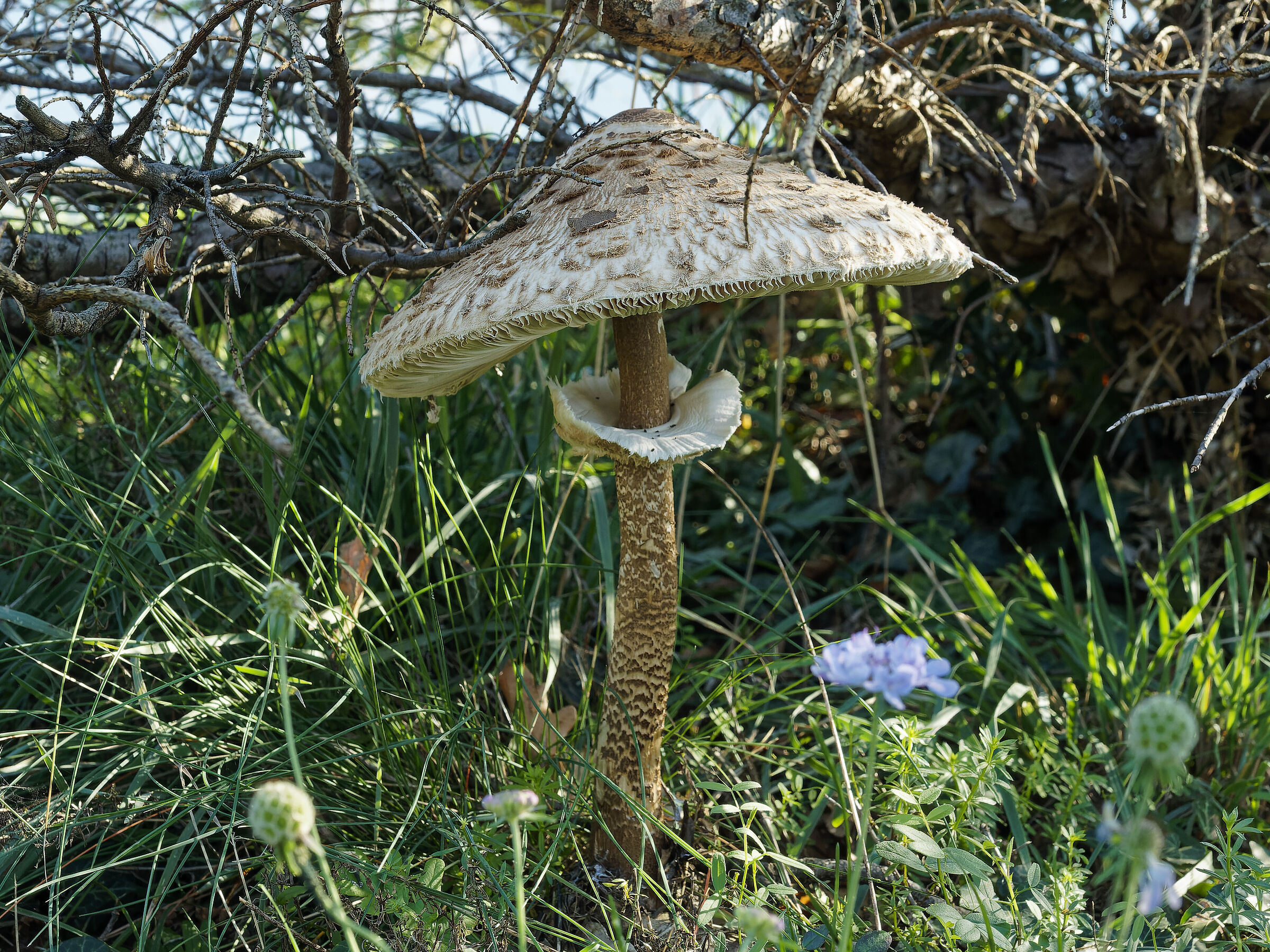 Mushroom 1