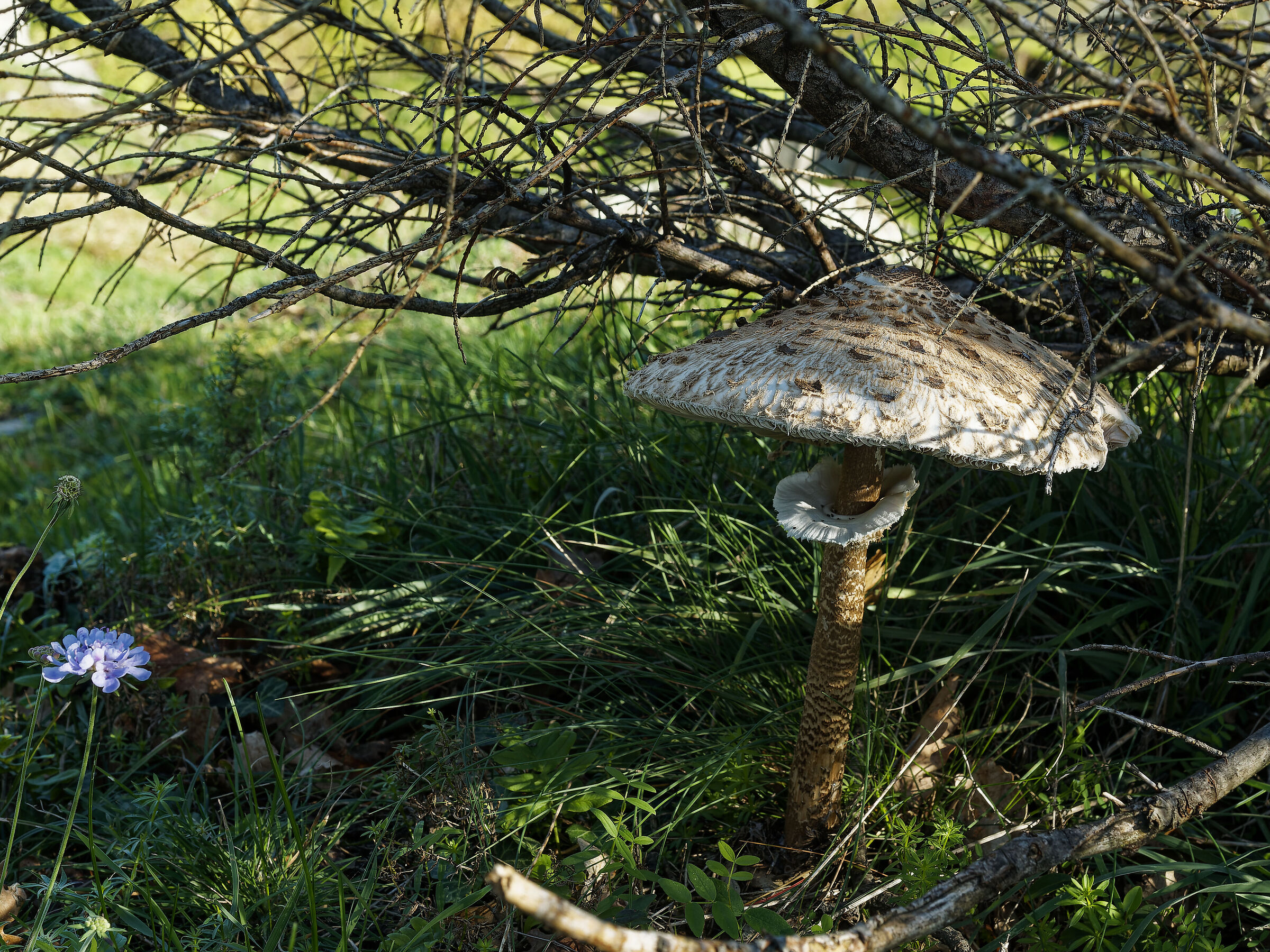 Mushroom 2