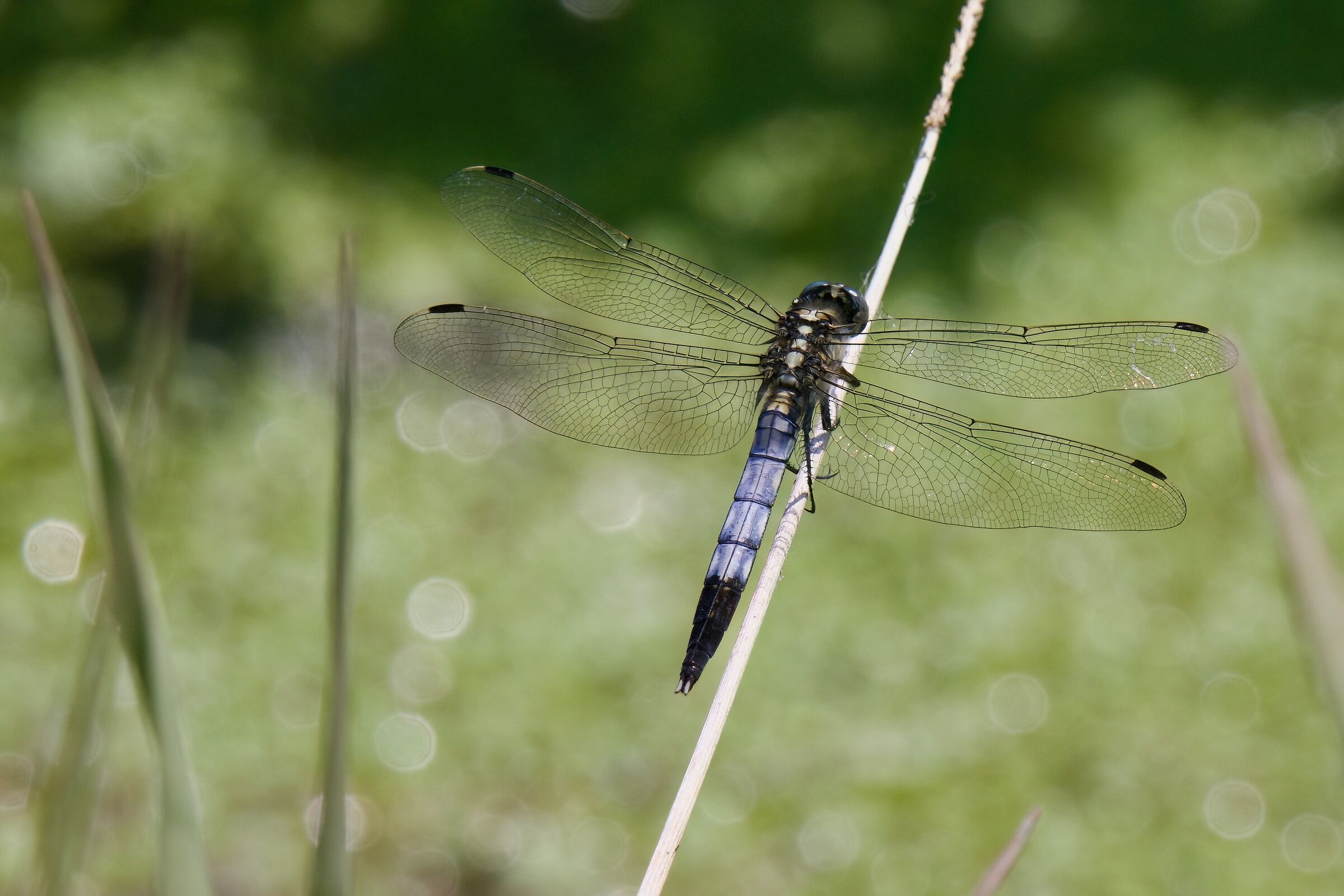 Orthetrum albystilum
