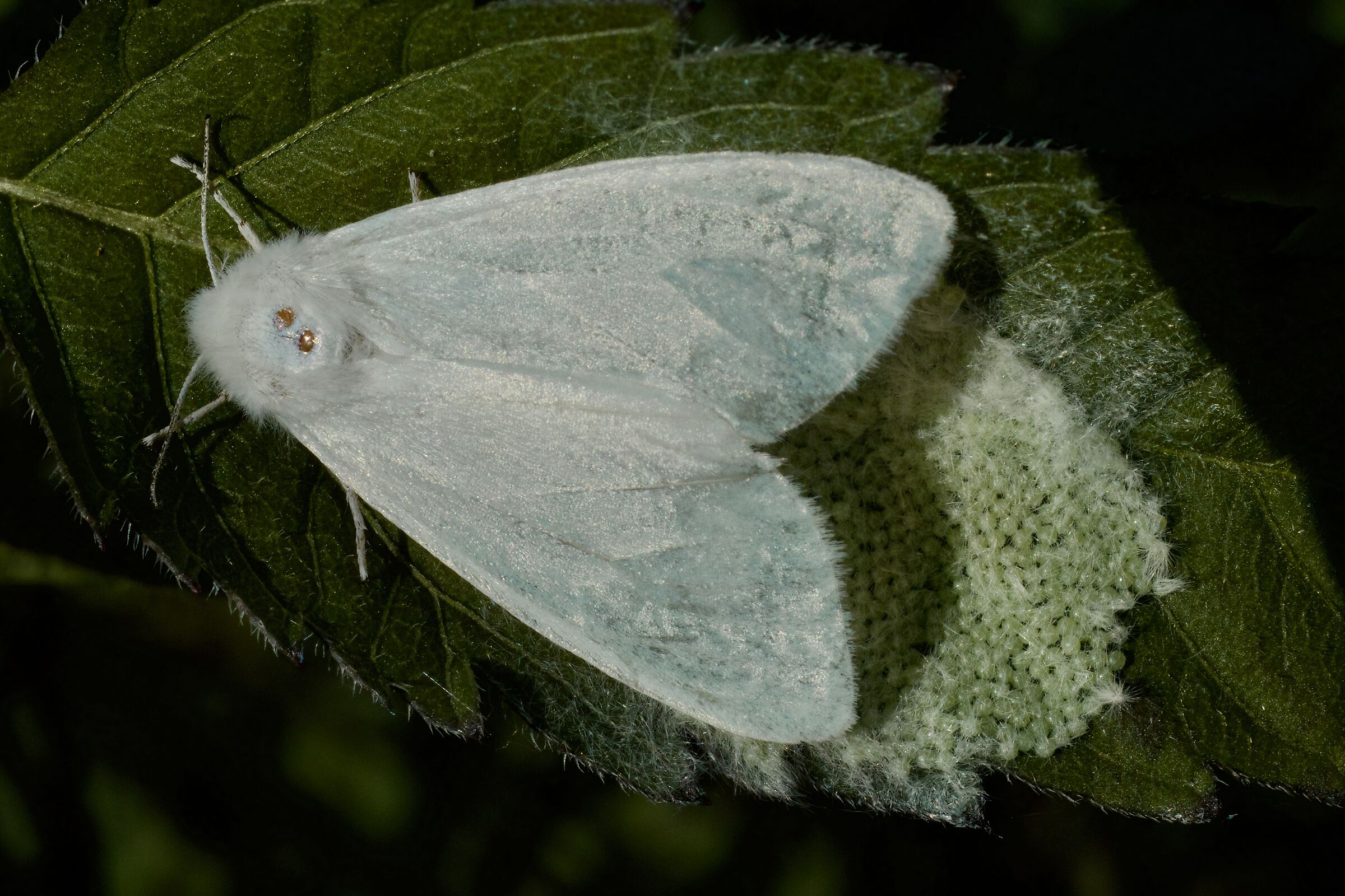Hyphantria cunea