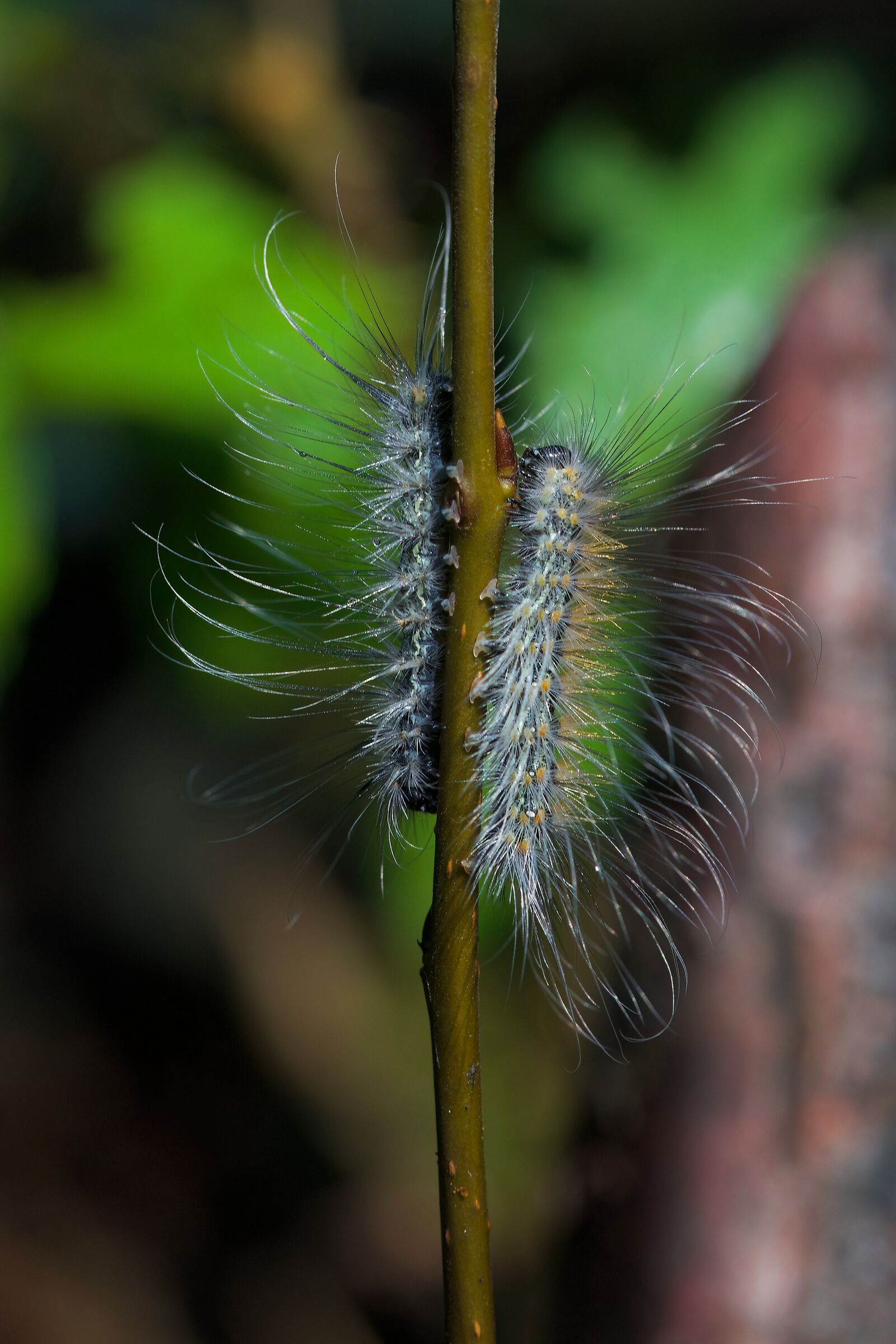 Bruchi di Hyphantria cunea
