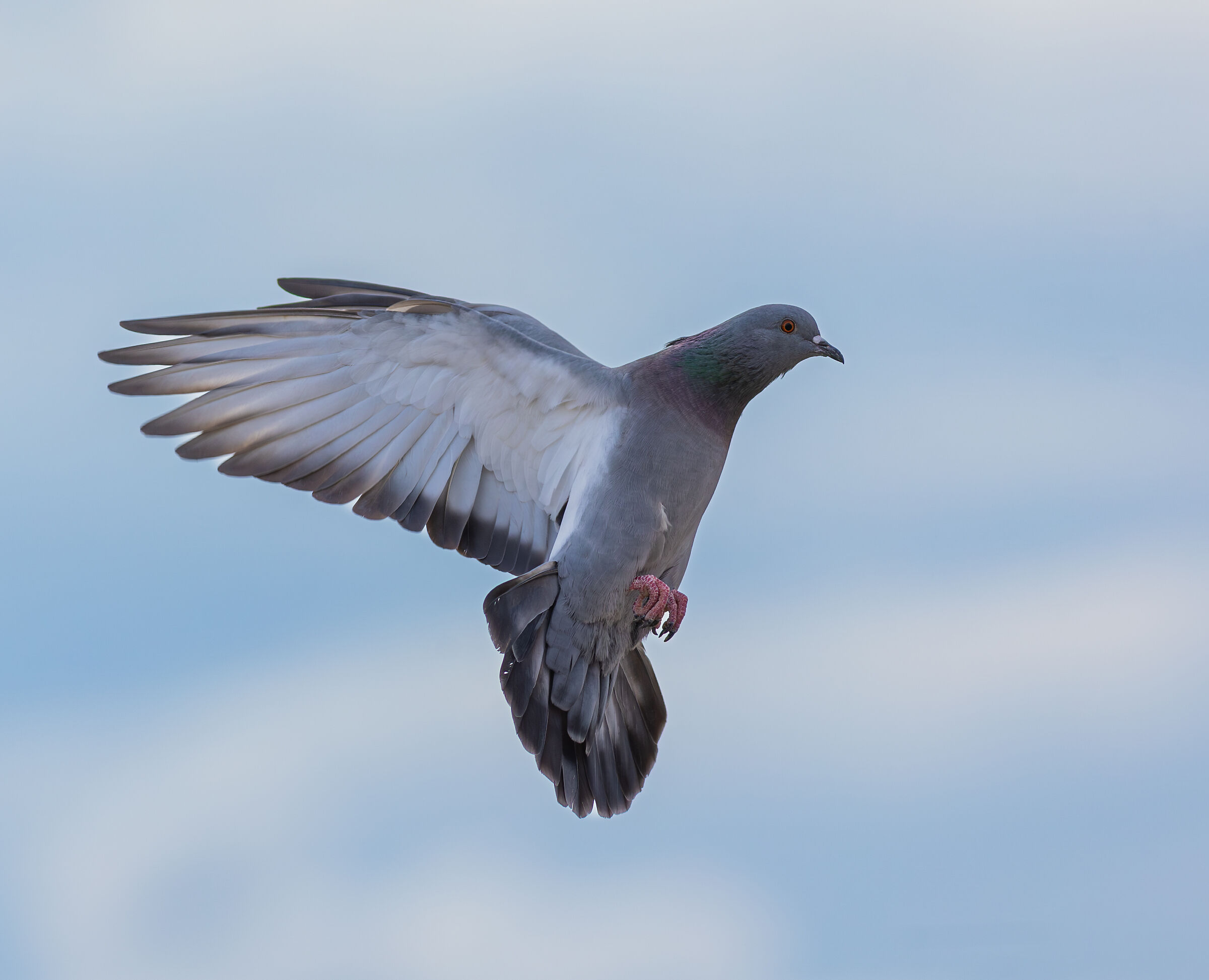 Stock dove