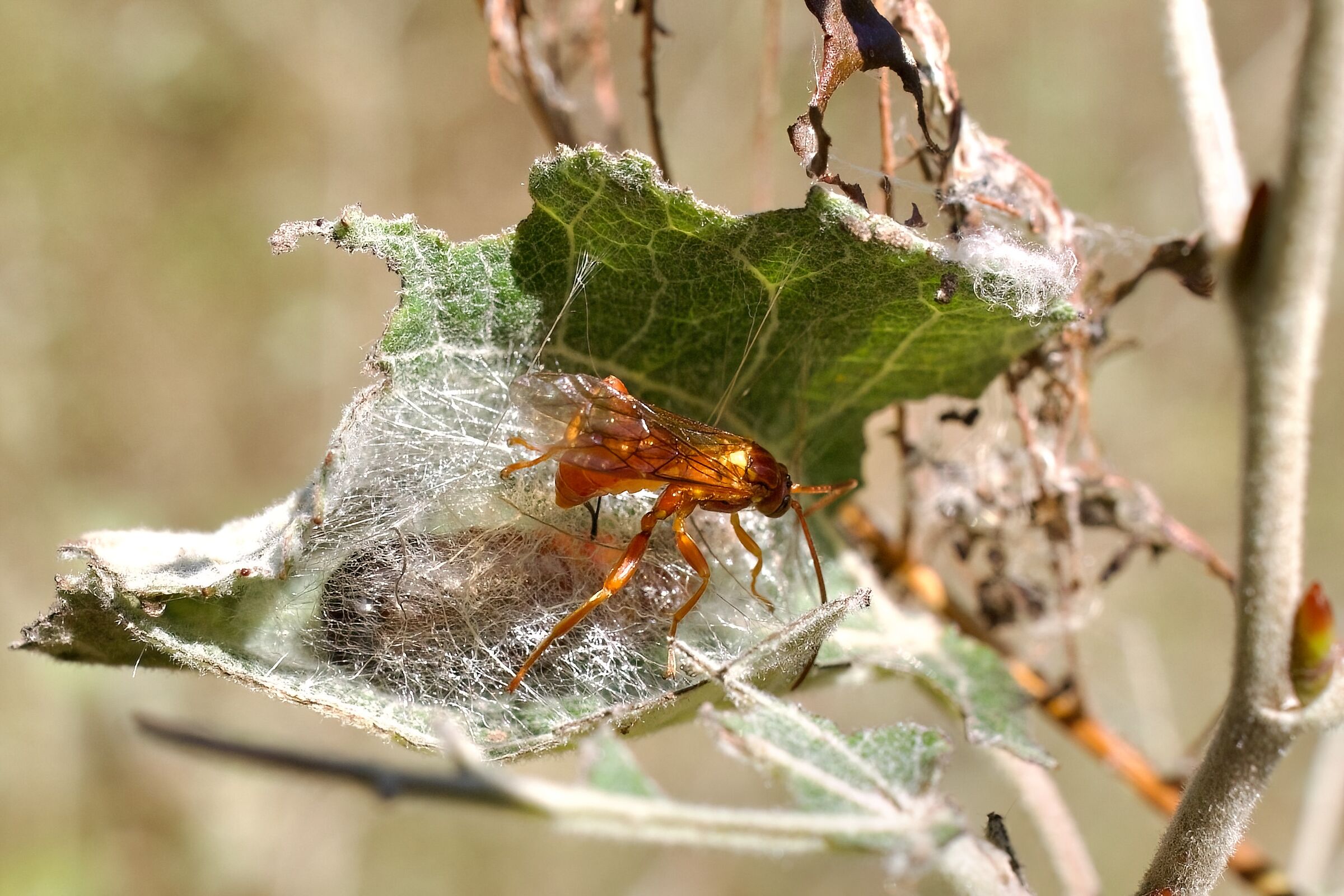 Deposizione nel corpo della crisalide