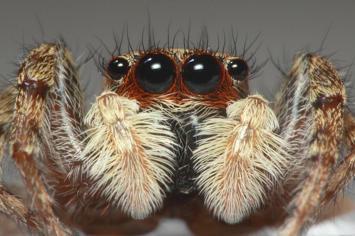 Jump Spider