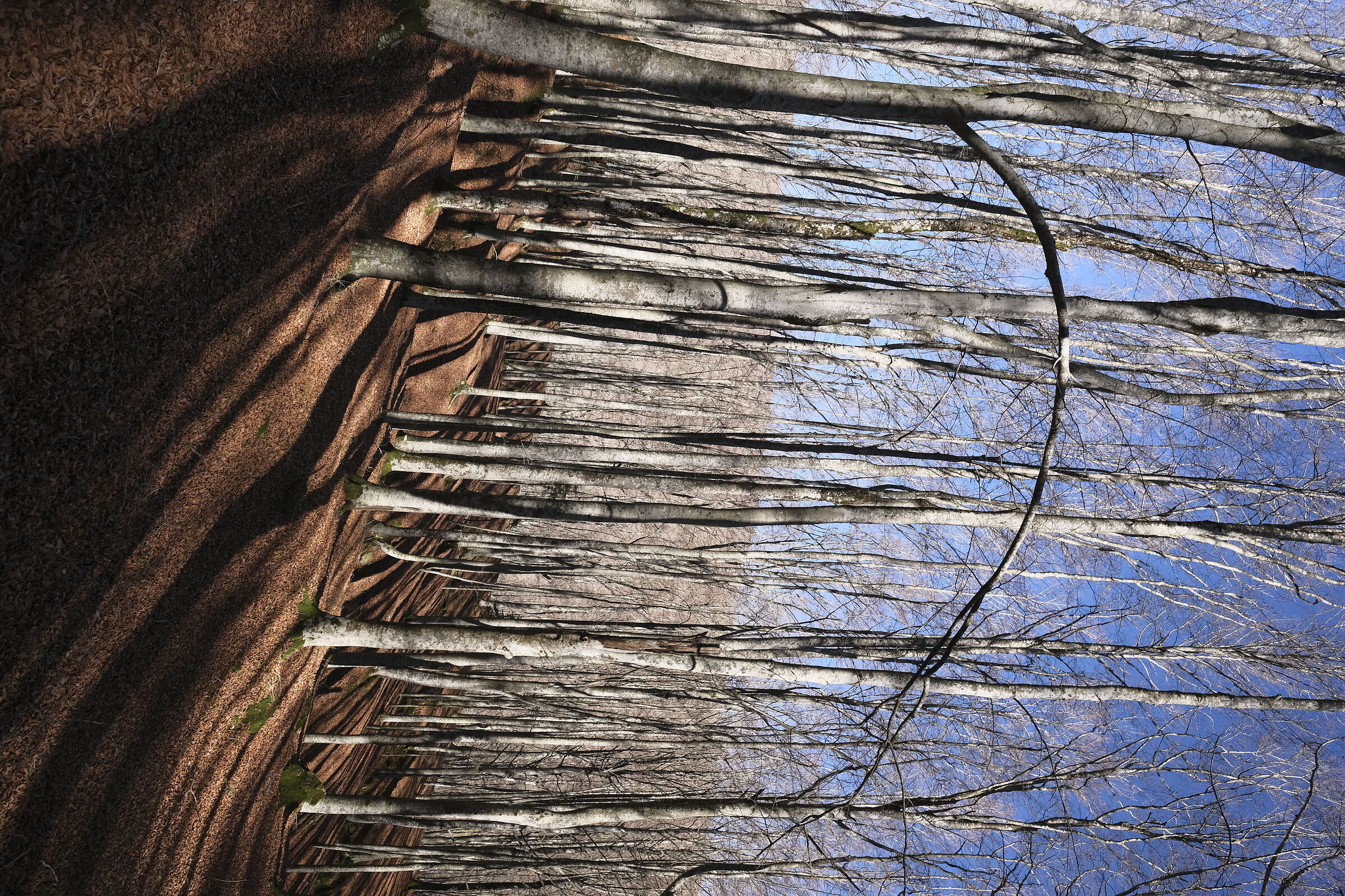 Maestosi faggi Casentinesi