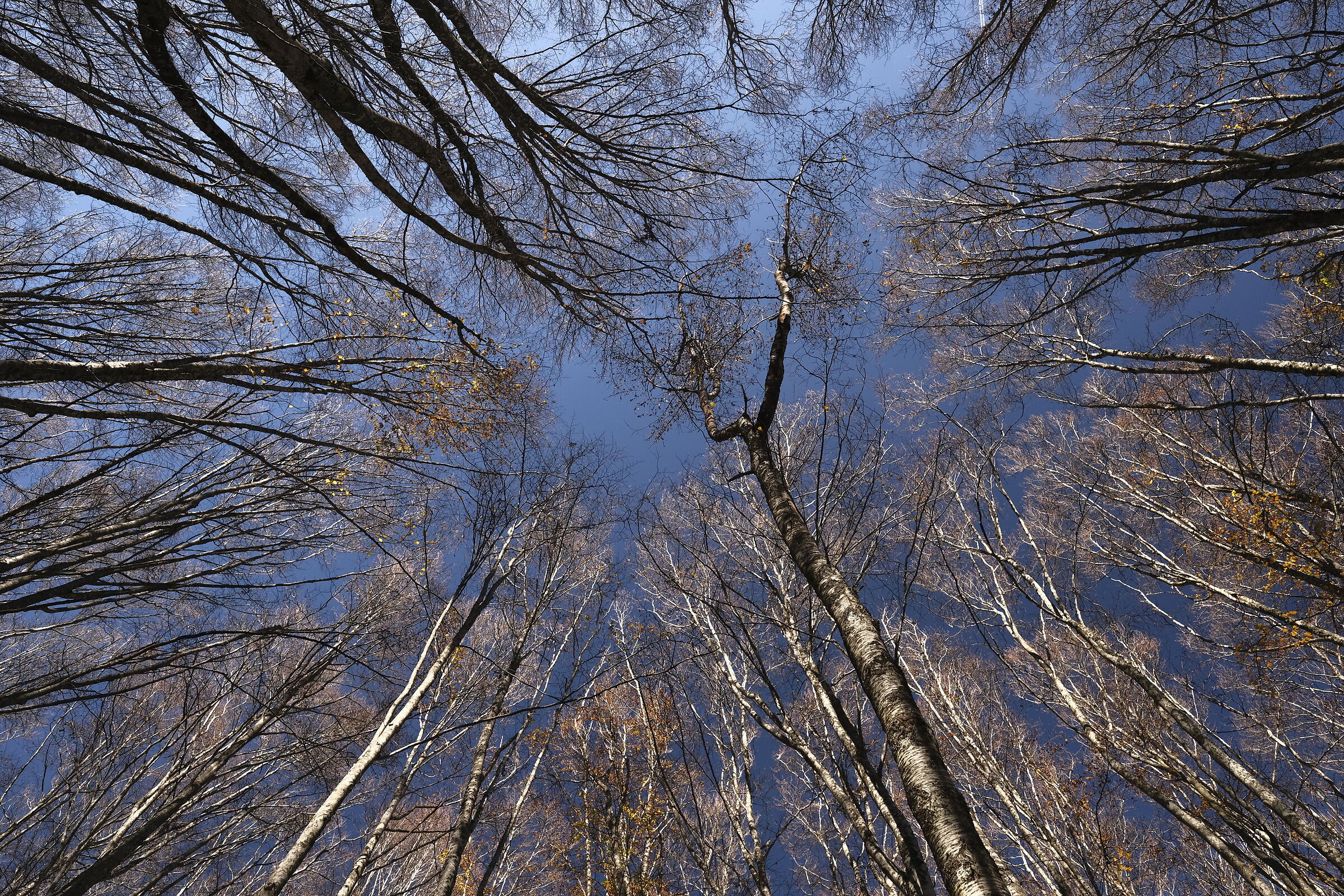 Faggete Vetuste Casentinesi