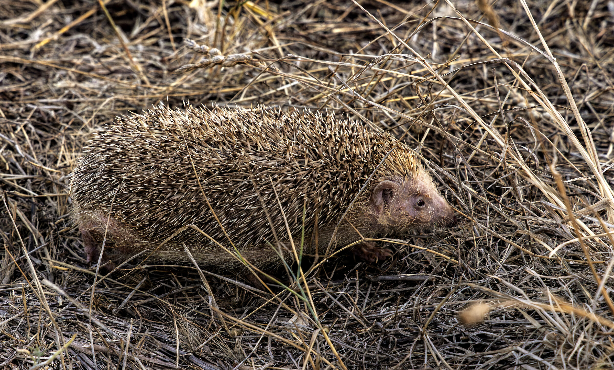 hedgehog freed in the wild