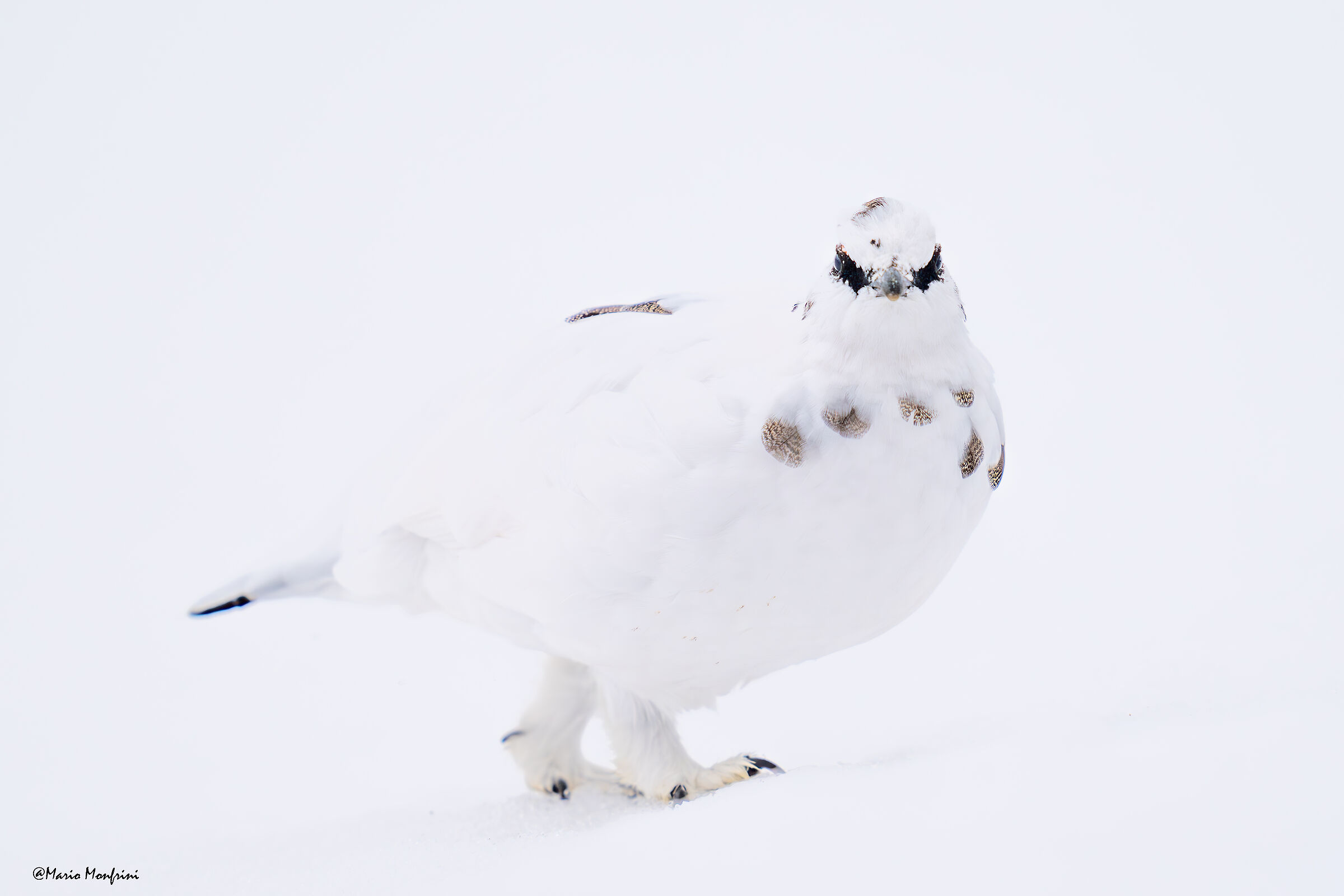 Portrait of ptarmigan