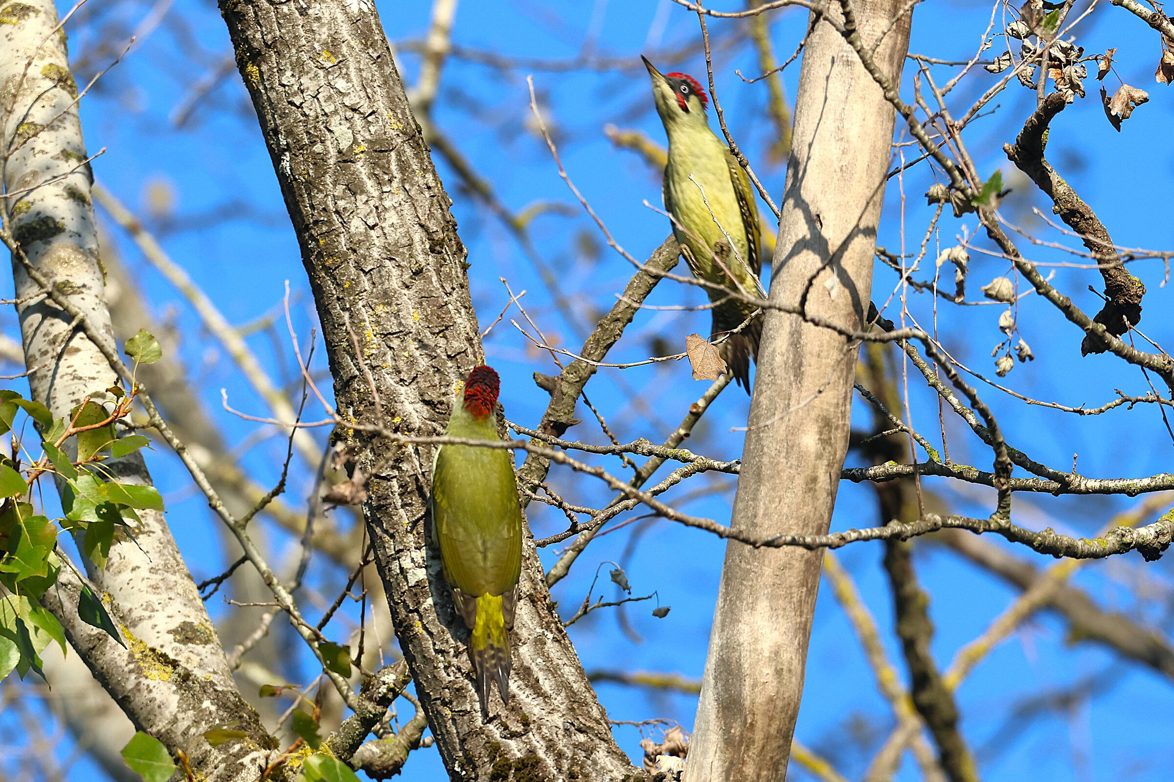 Green Peaks at the meeting