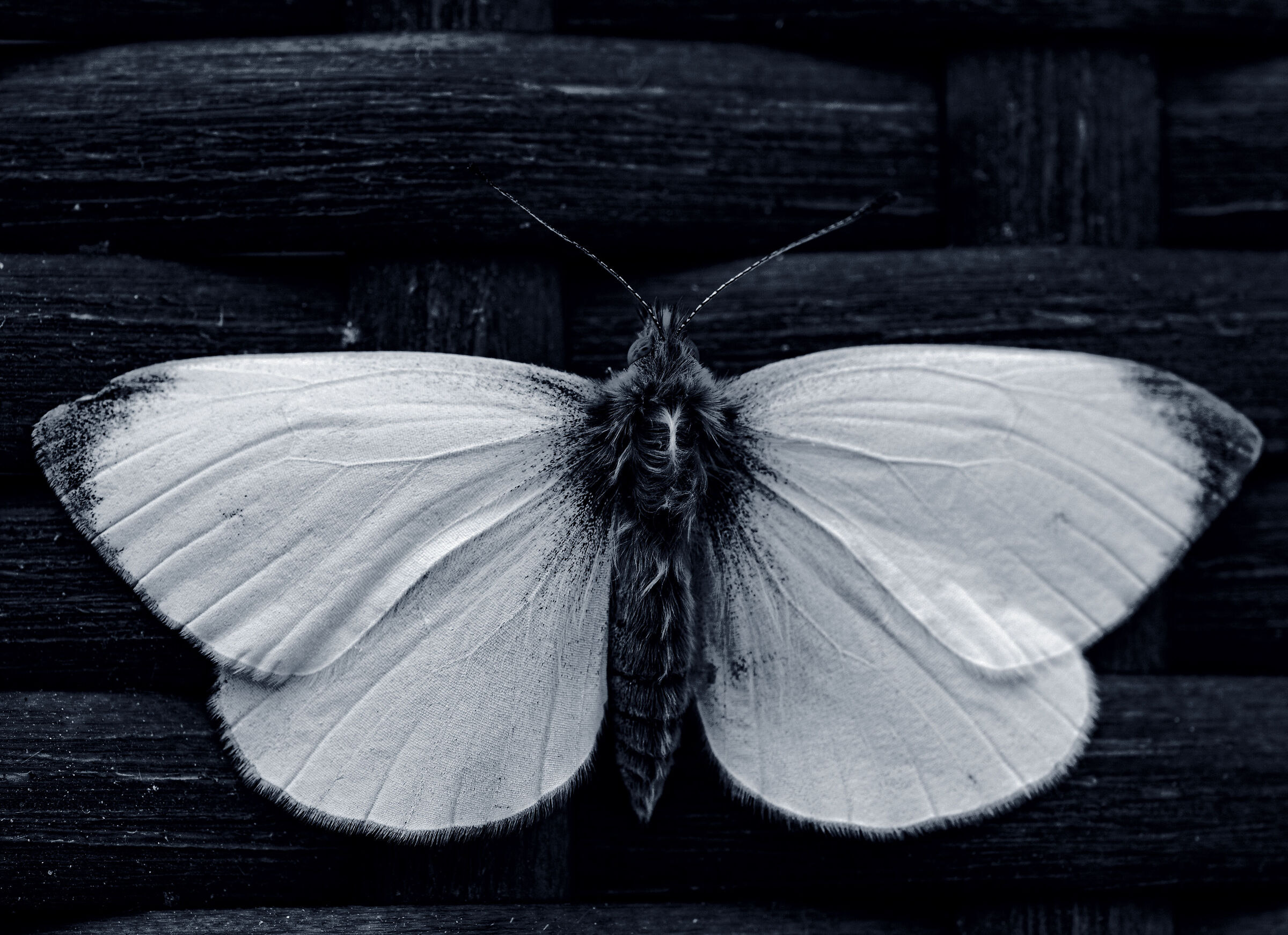 Fairy death