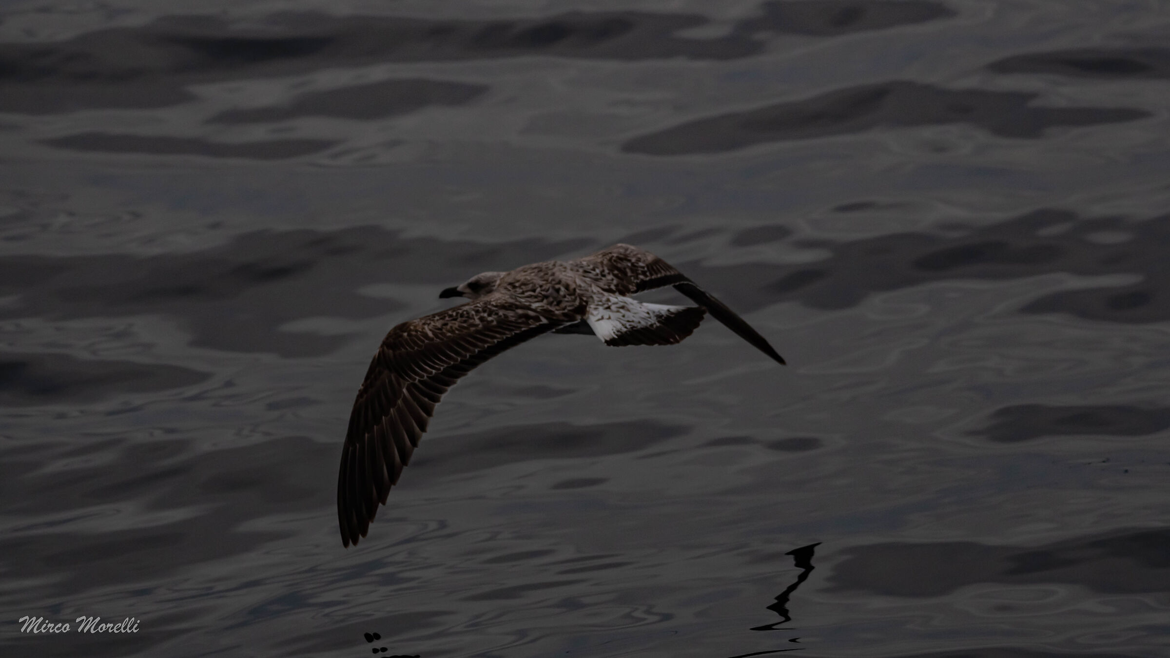 uccelli acqua