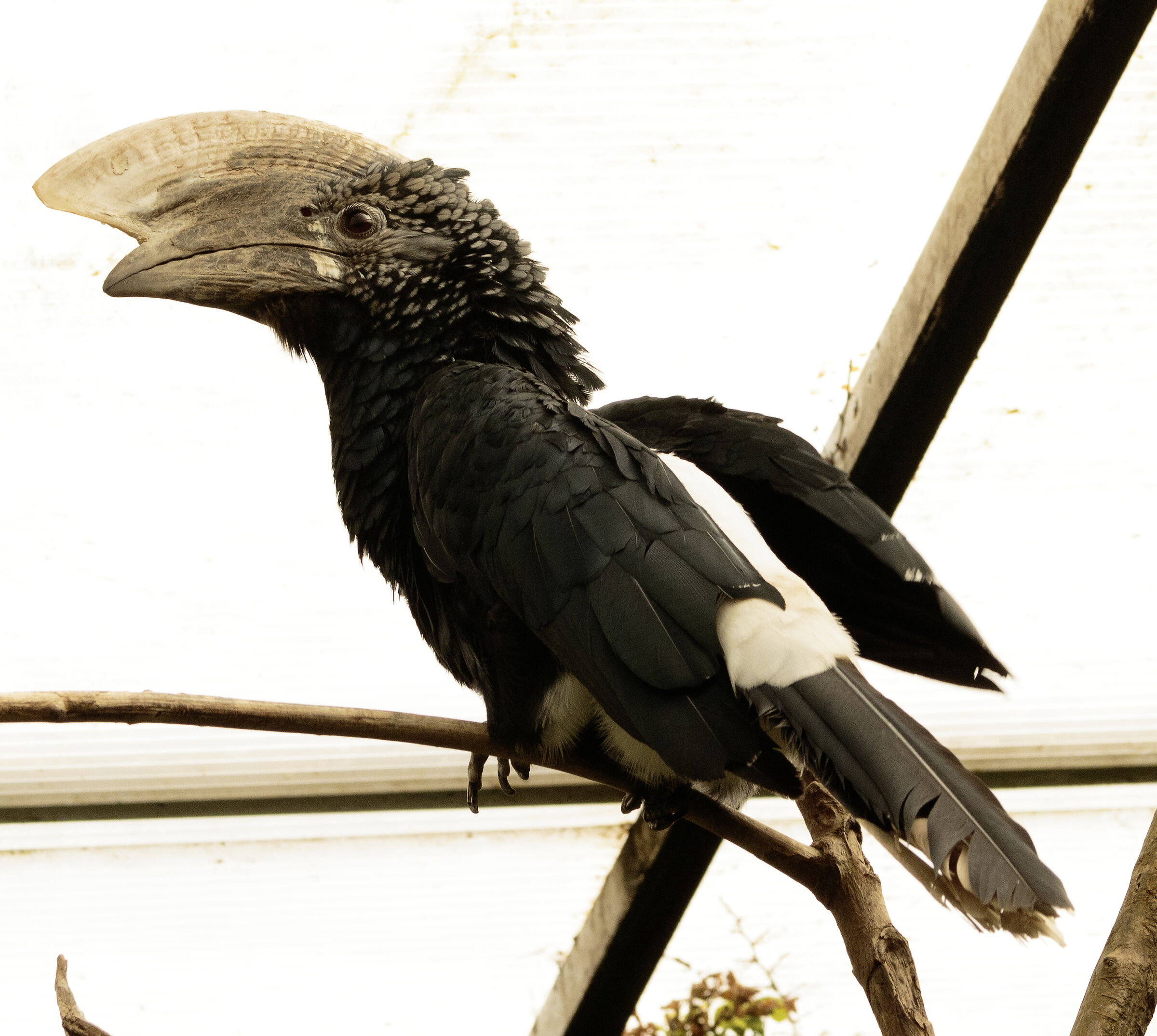 Bucero Guance Argentate Oasi Sant'Alessio PV 22/08/24