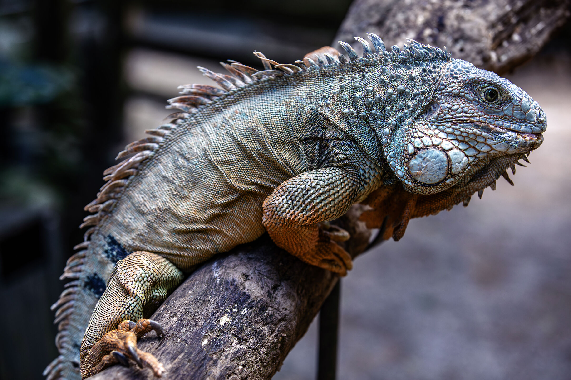 A Green Iguana