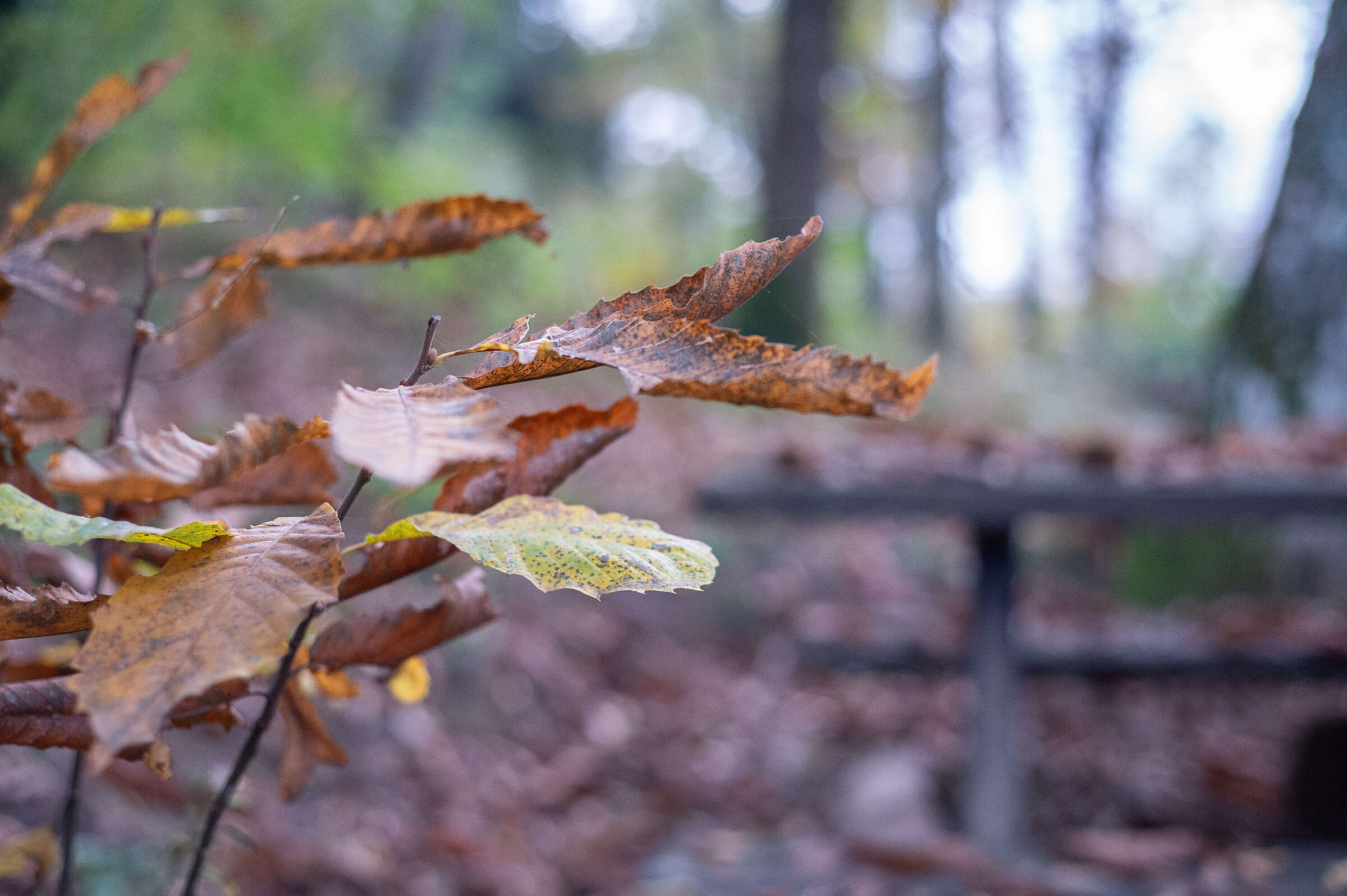Autunno a Altino Montemonaco