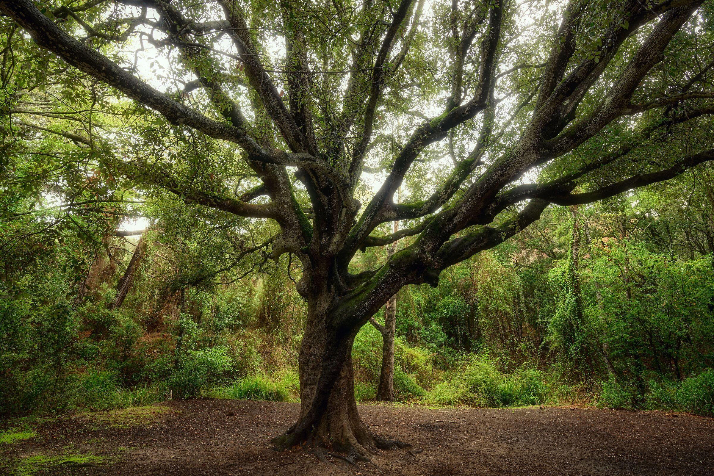 Oak tree