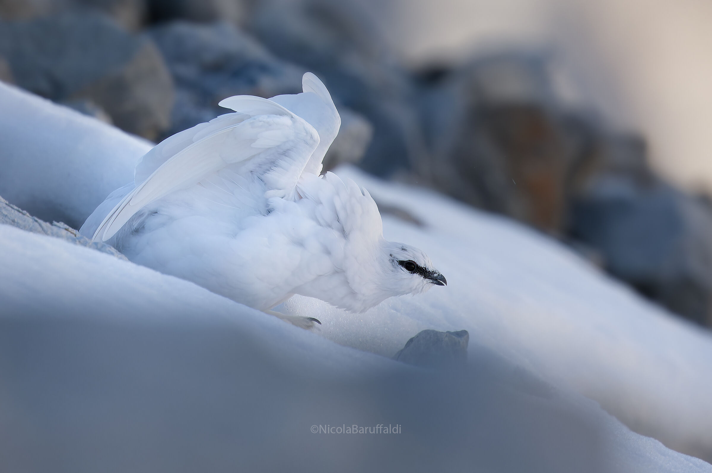 Ptarmigan