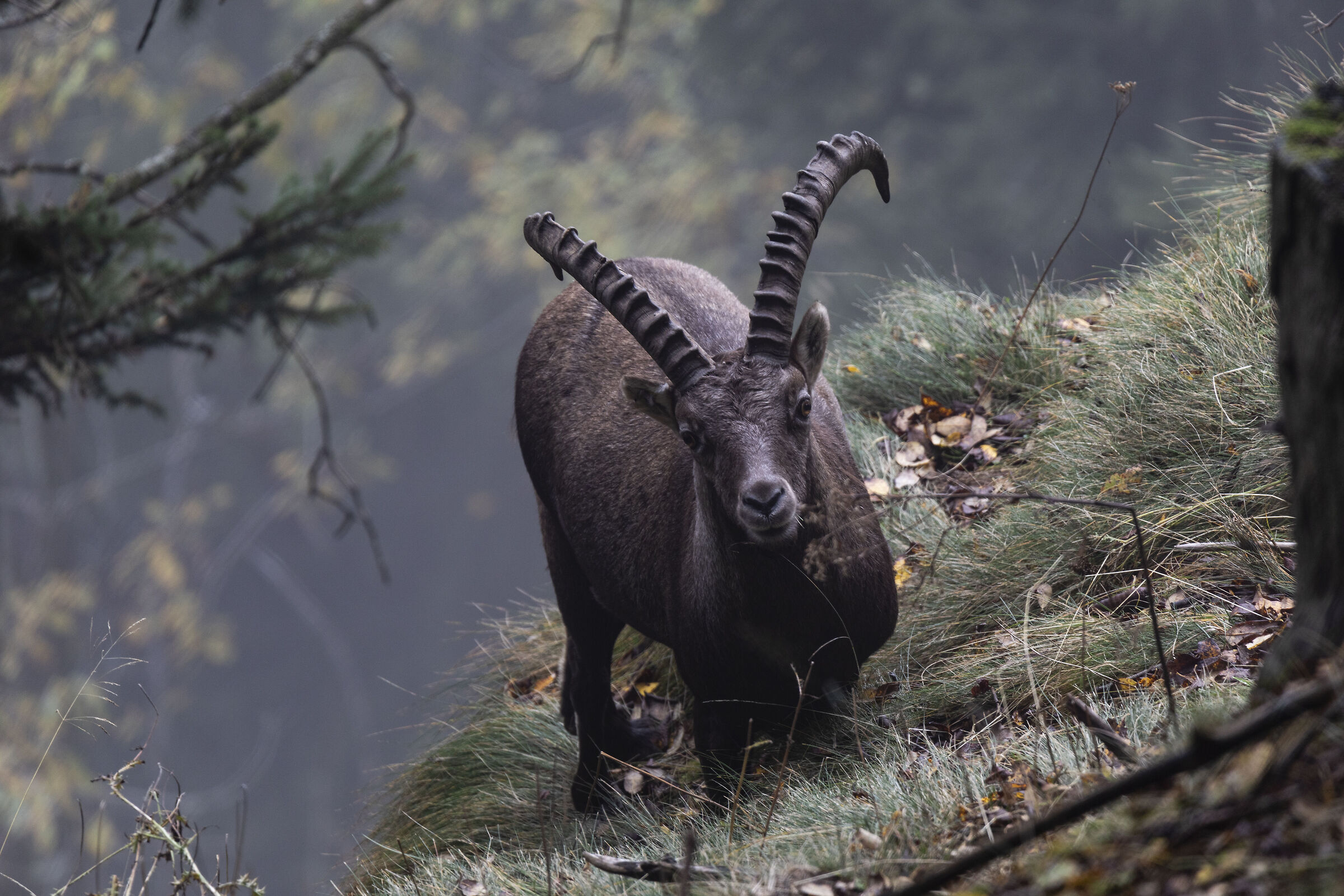 Male ibex
