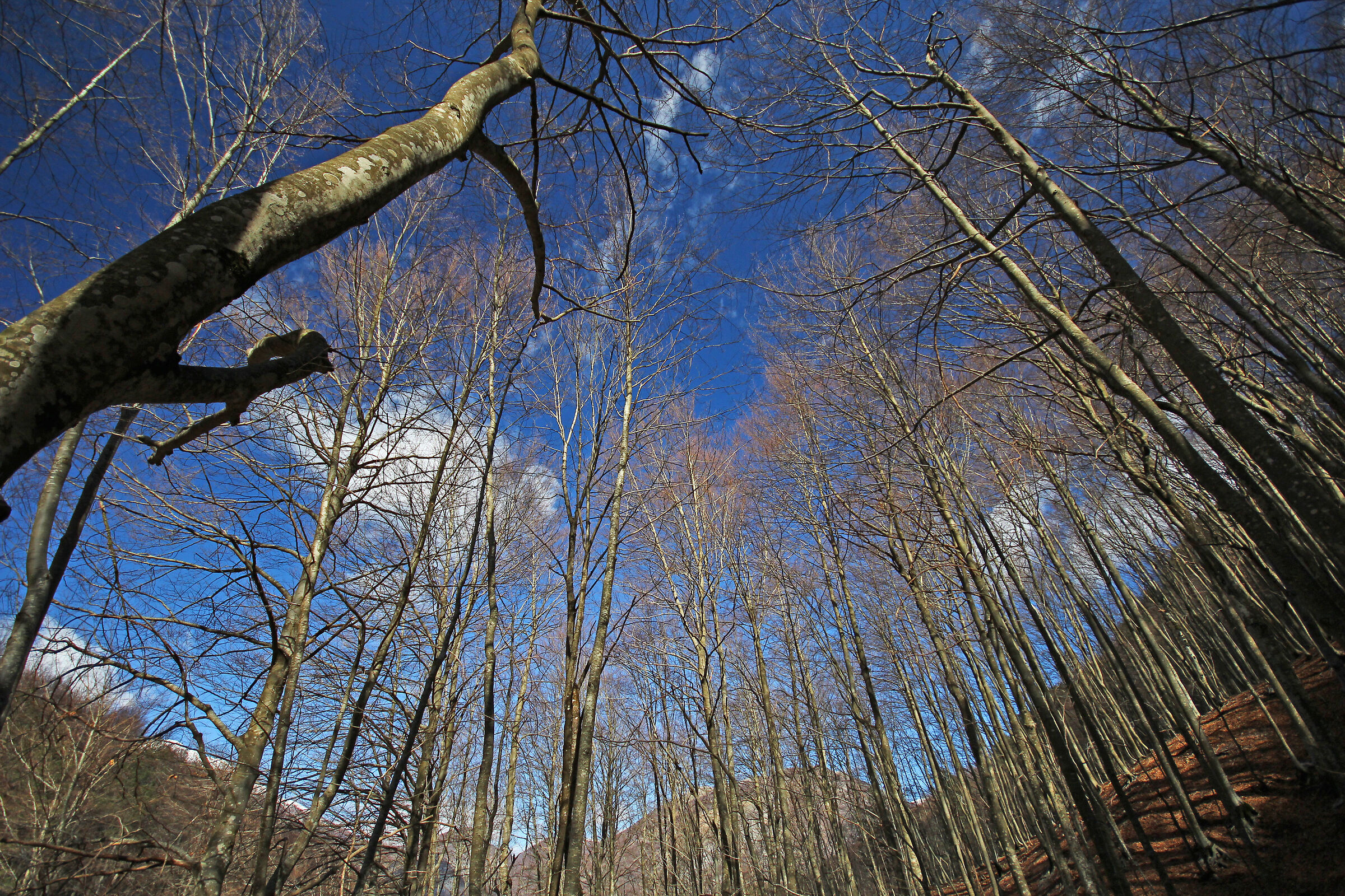 alberi in fuga
