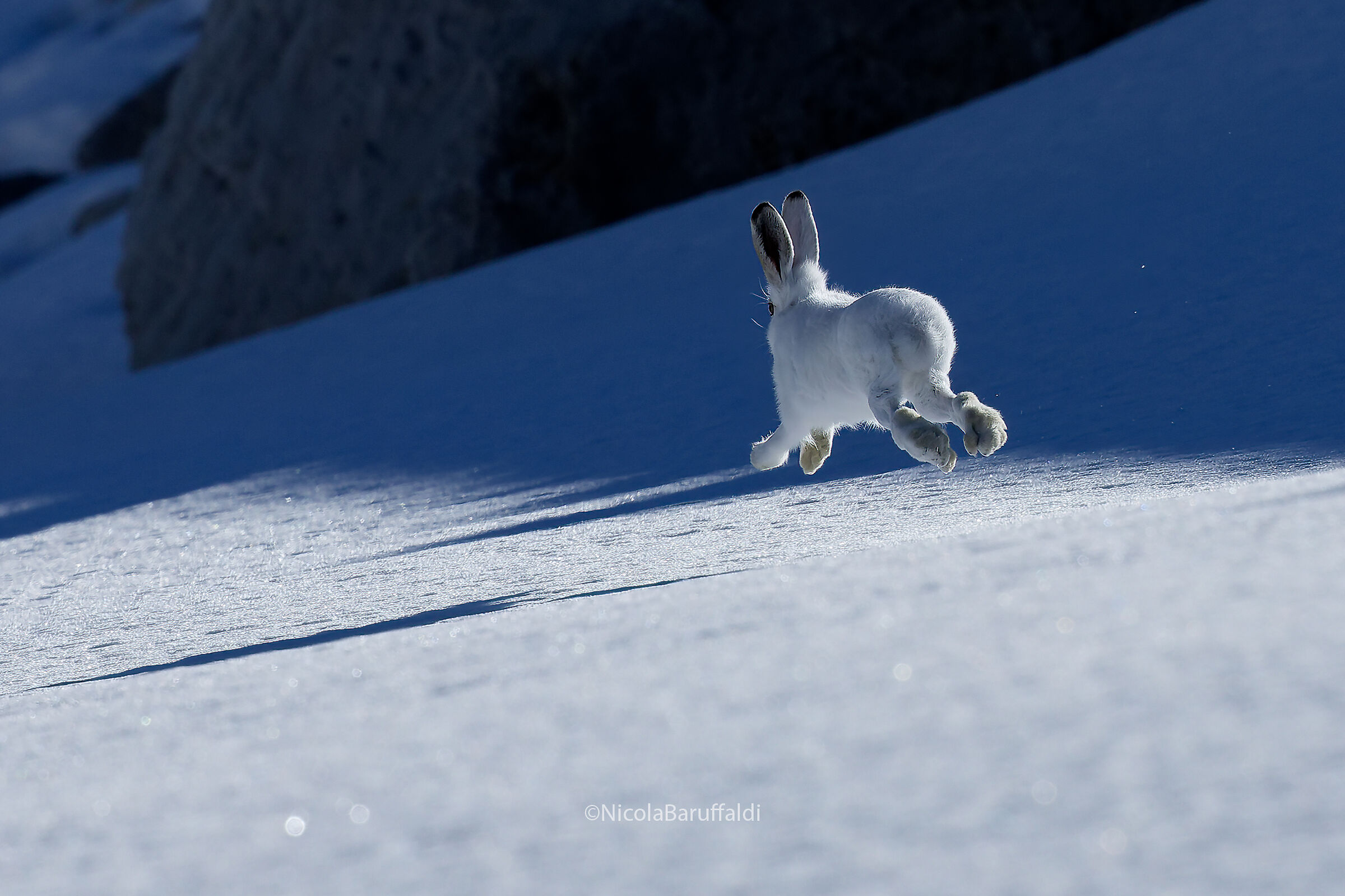 Variable hare